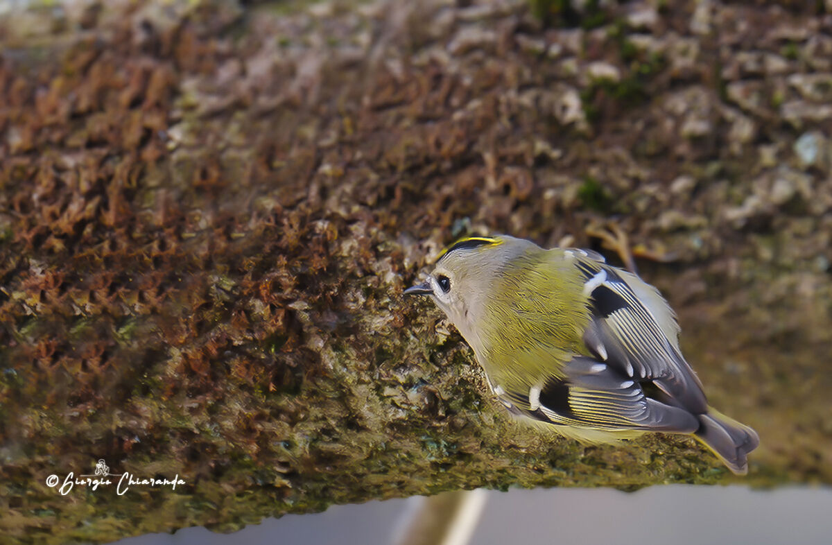 Common Rulegulus (Regulus regulus)