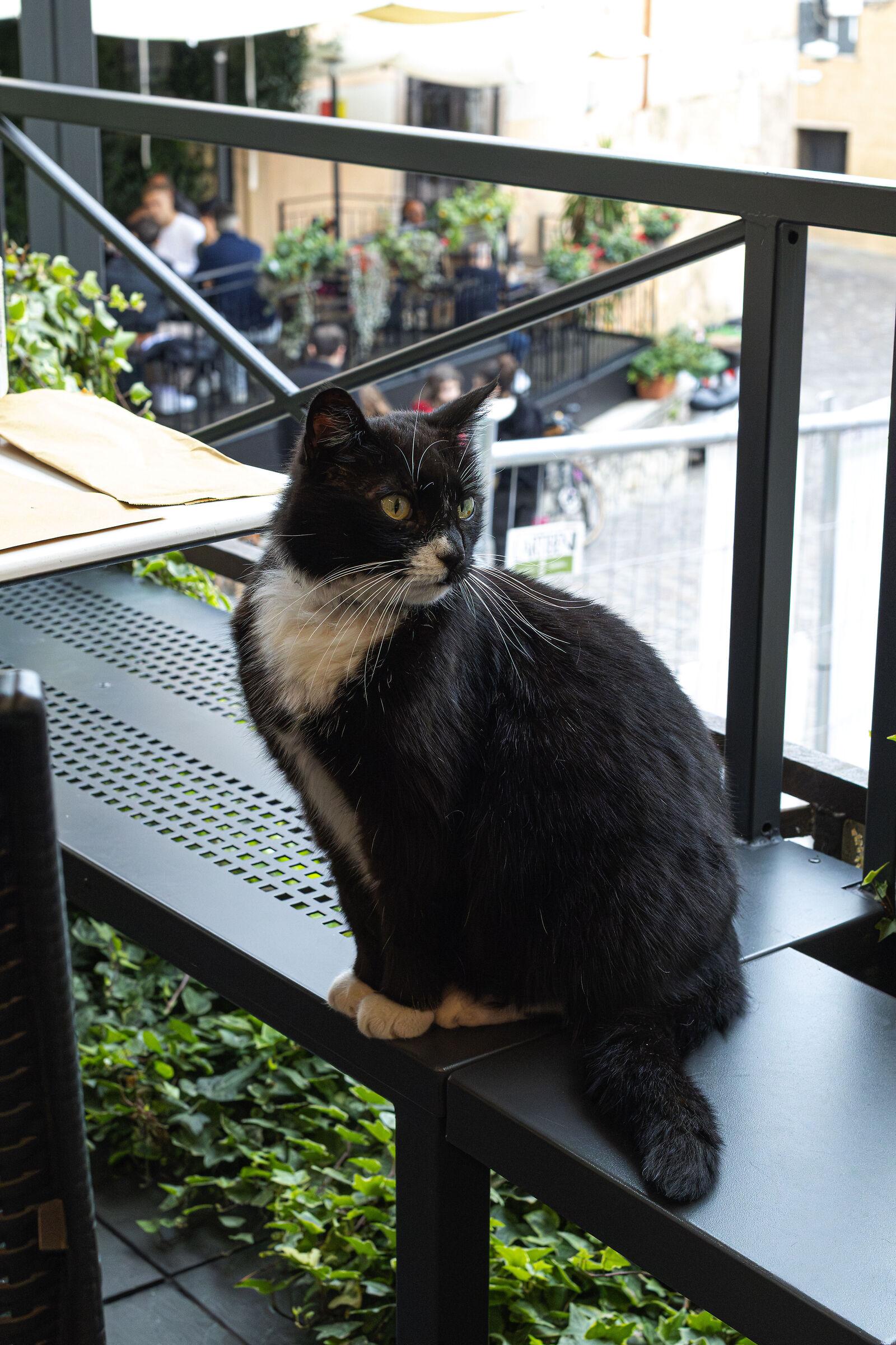 Elegante e Scroccone