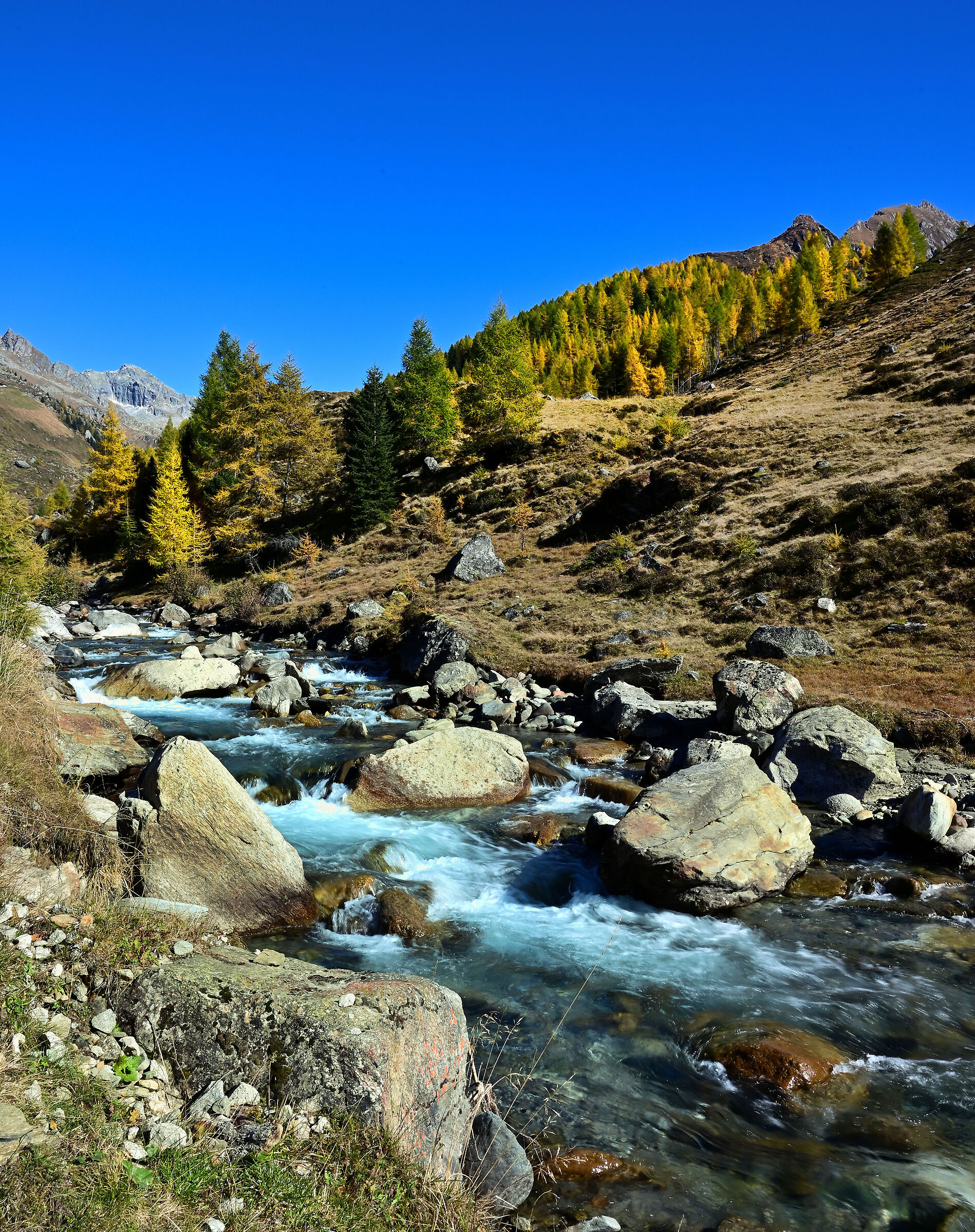 Larici dorati lungo il ruscello