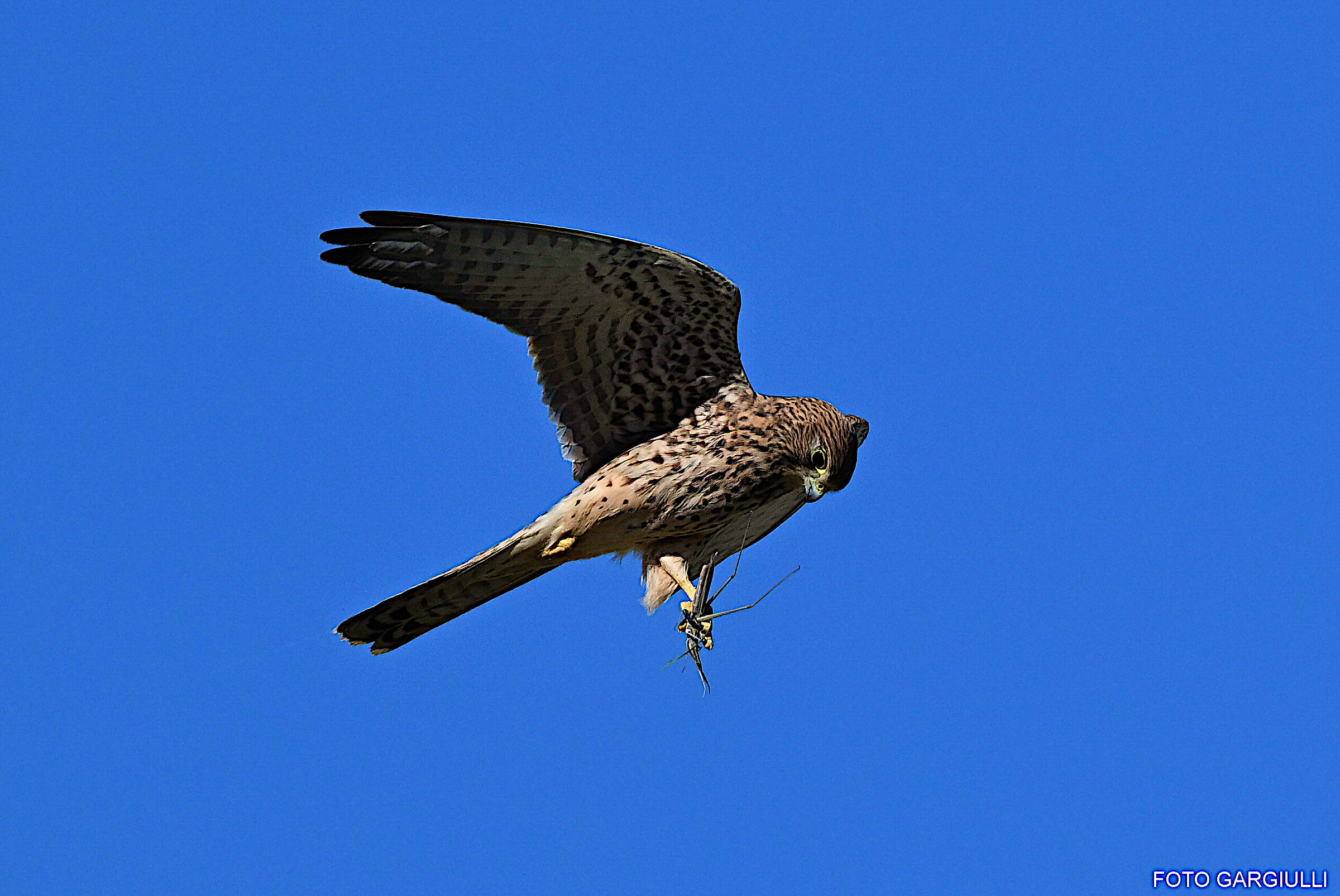Kestrel with prey