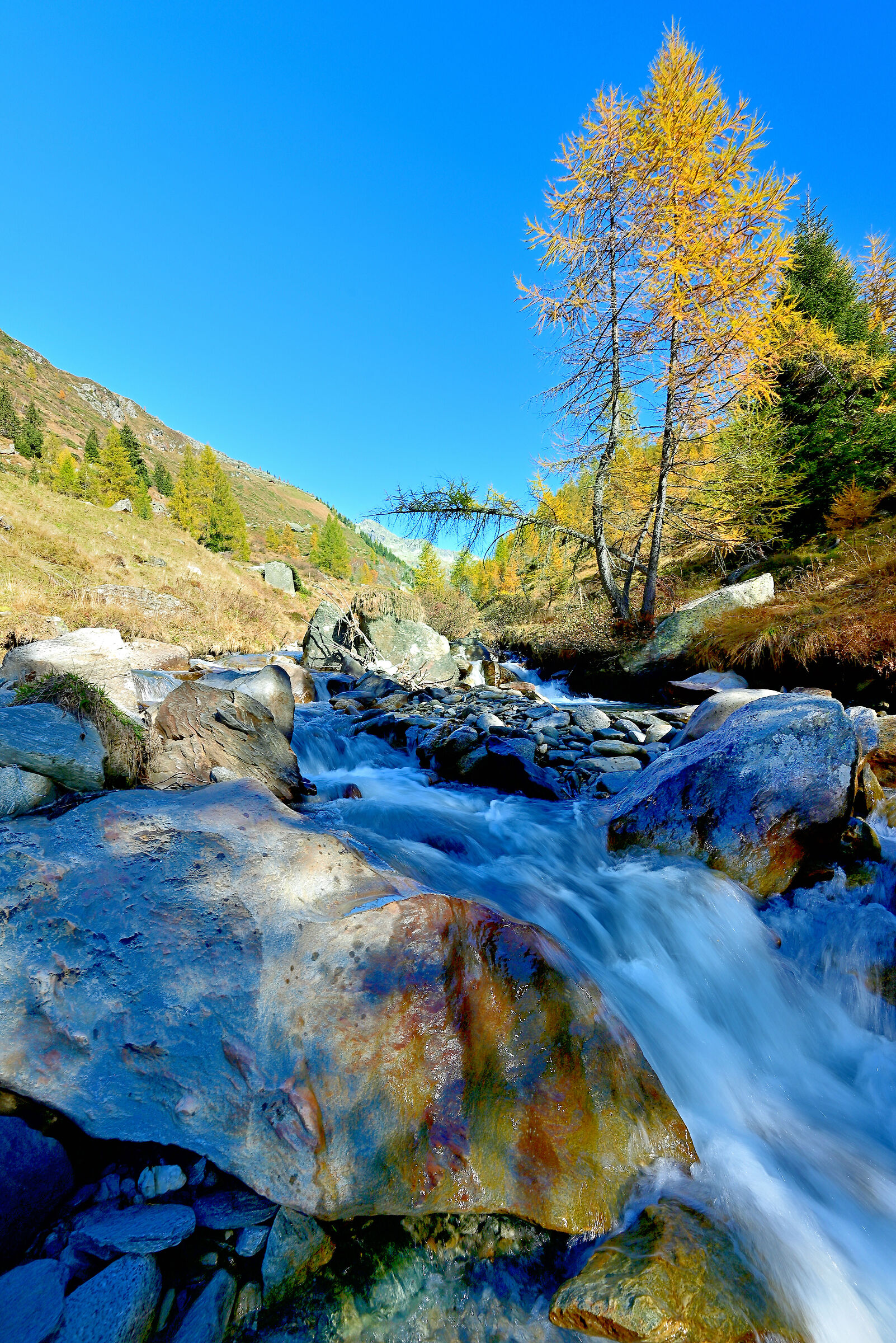 Larice in riva al ruscello