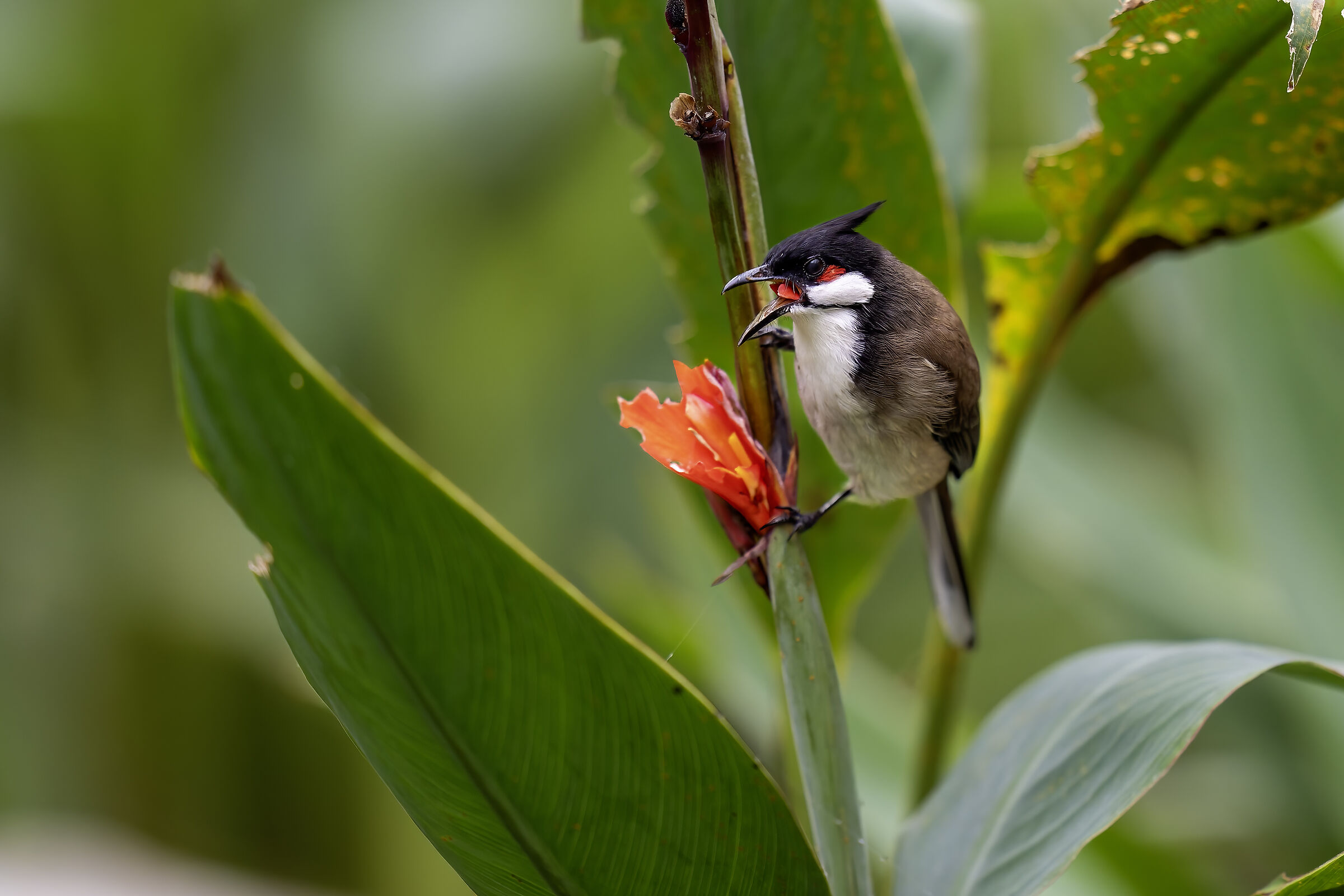 Pycnonotus jocosus eating flower