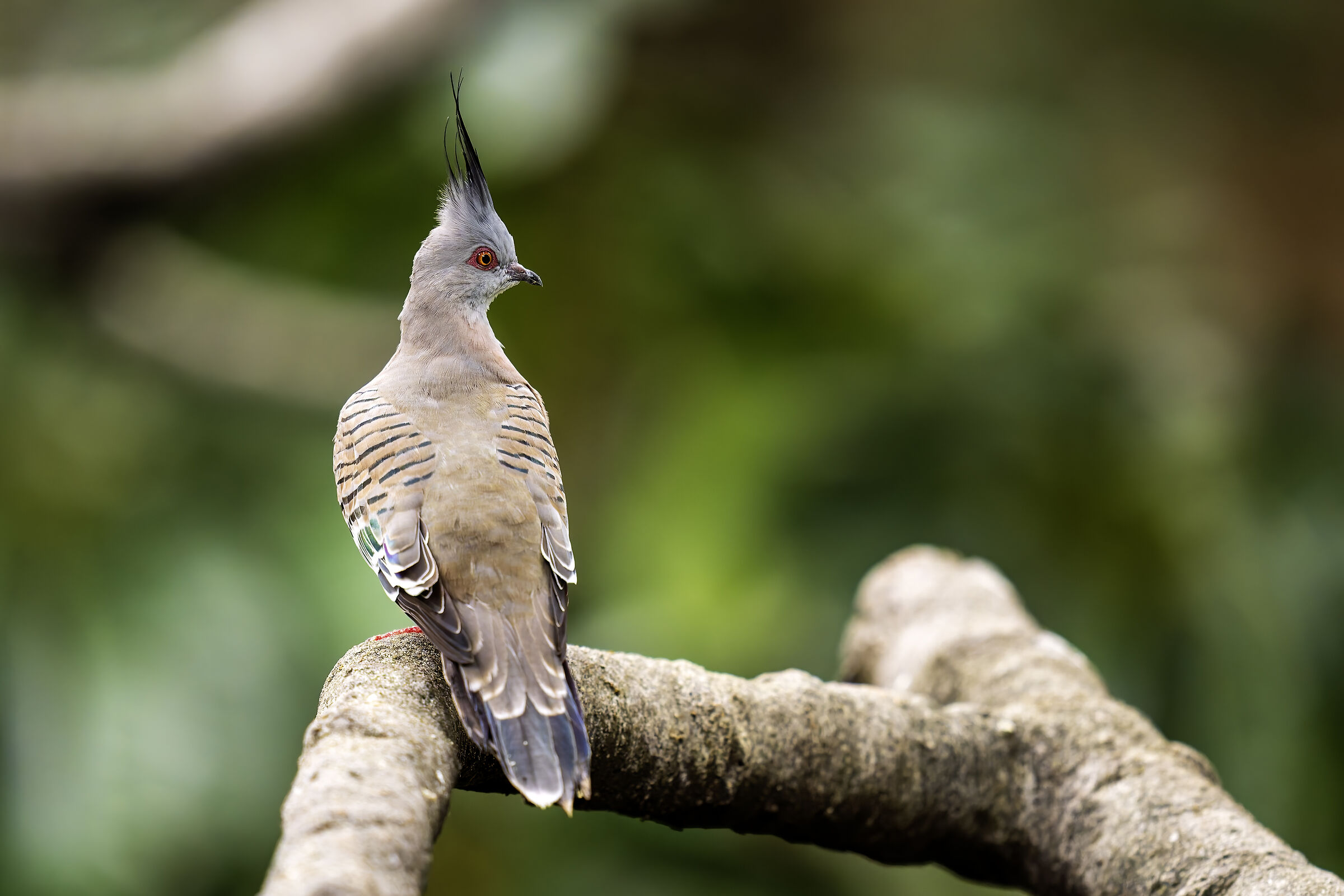 Ocyphaps lophotes (Crested Pigeon)