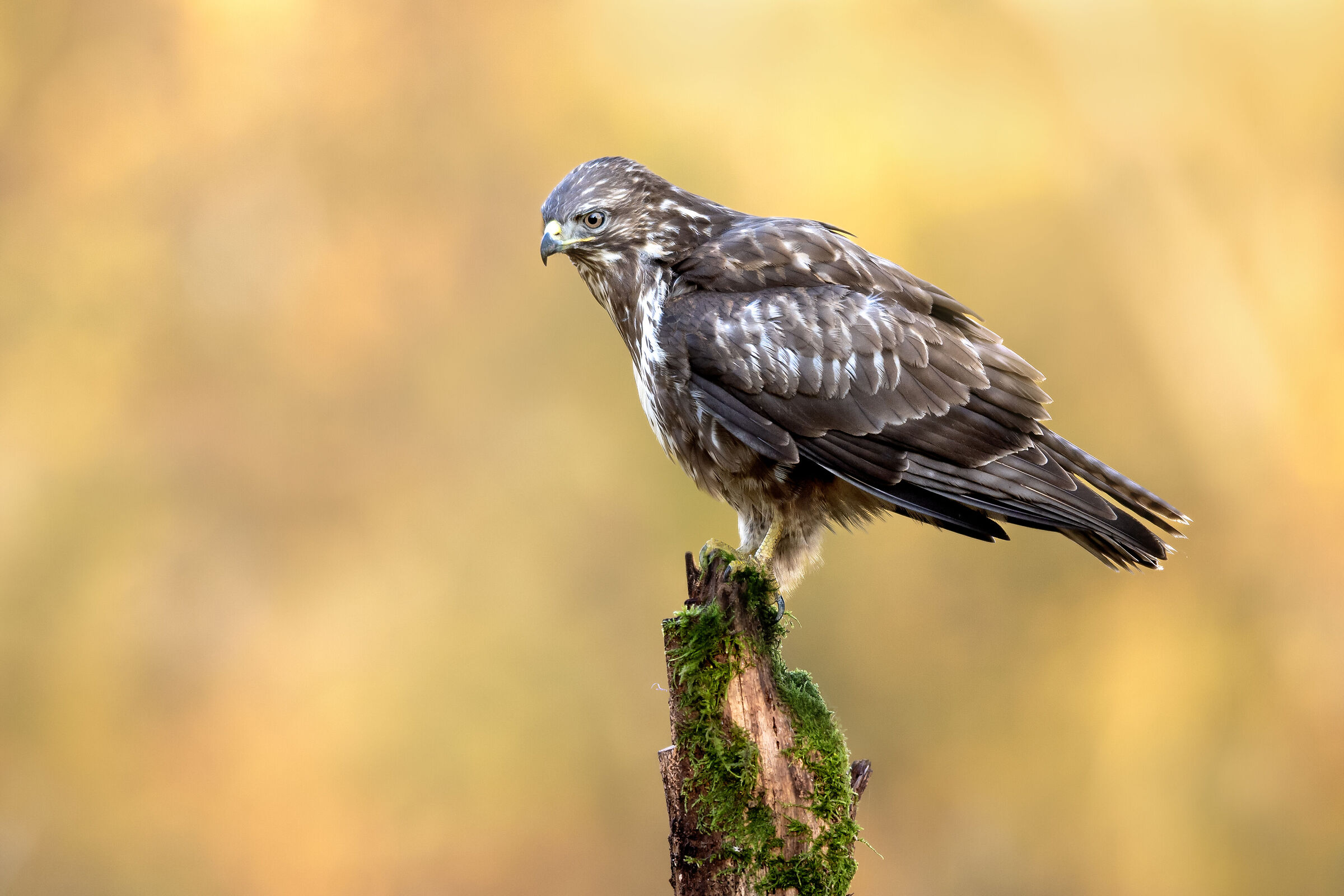 Buzzard