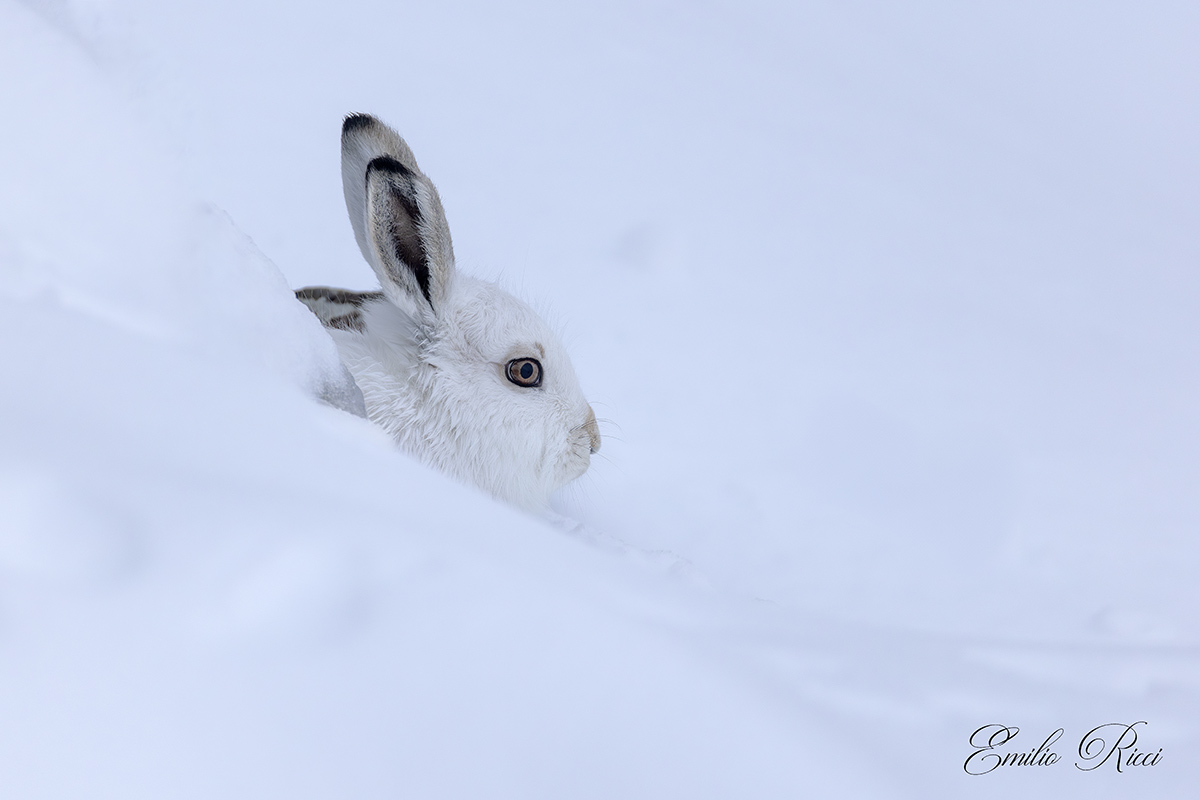 Variable hare