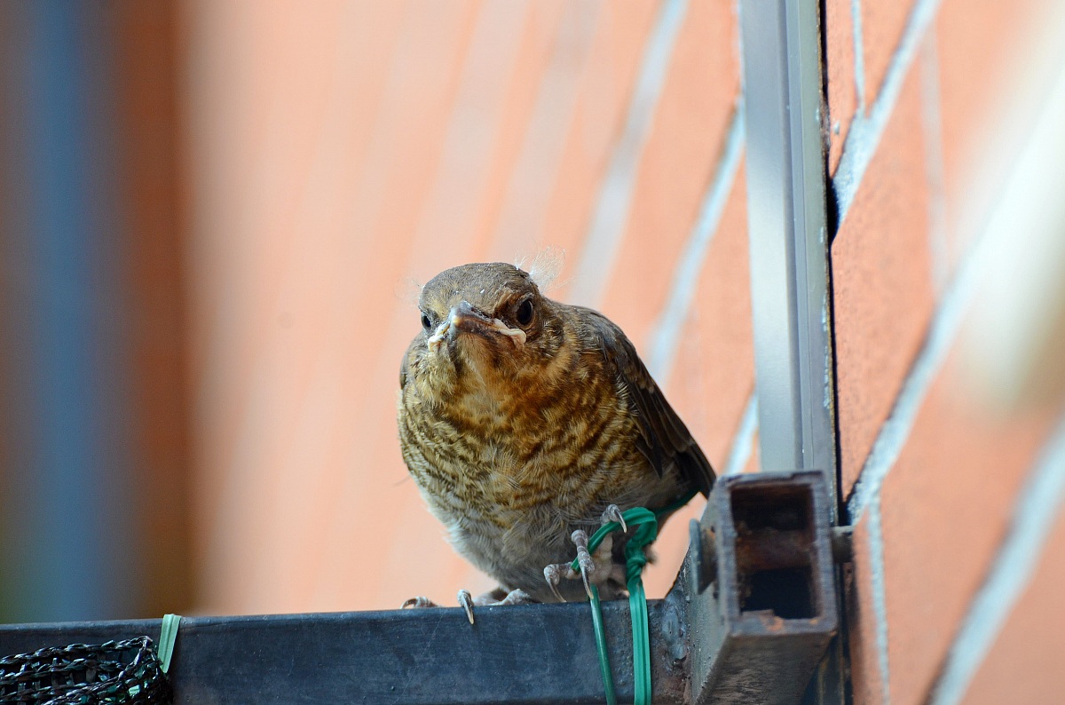 AHO! ... Look at that!?