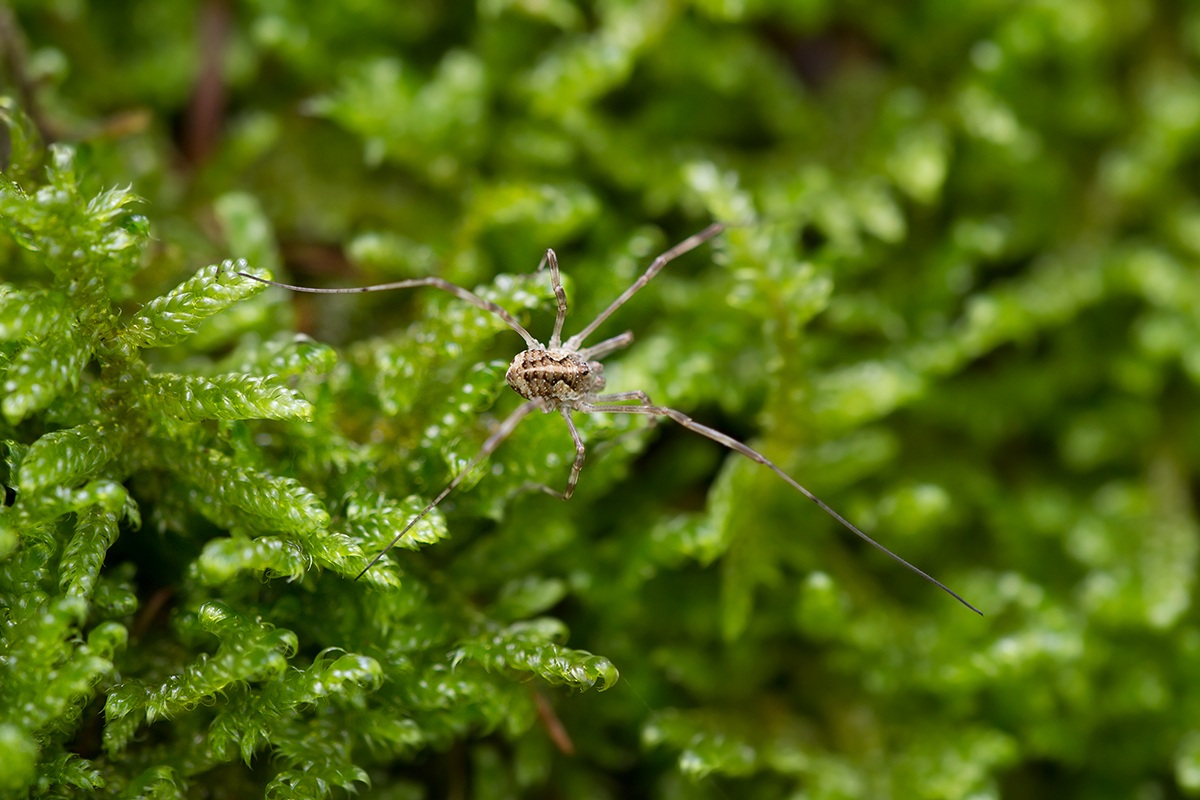 A spasso sul muschio