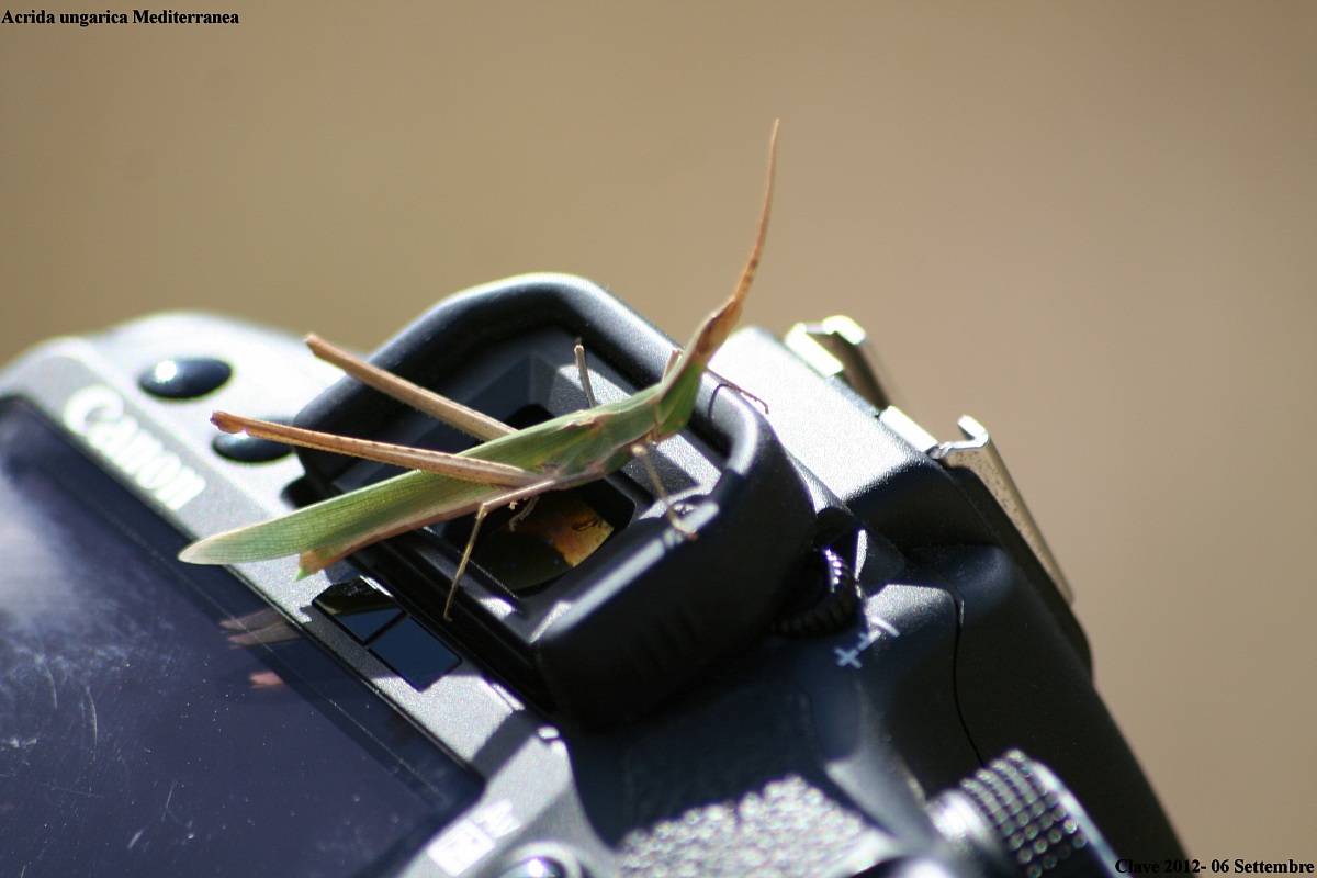 Acrida Hungarian Mediterranean