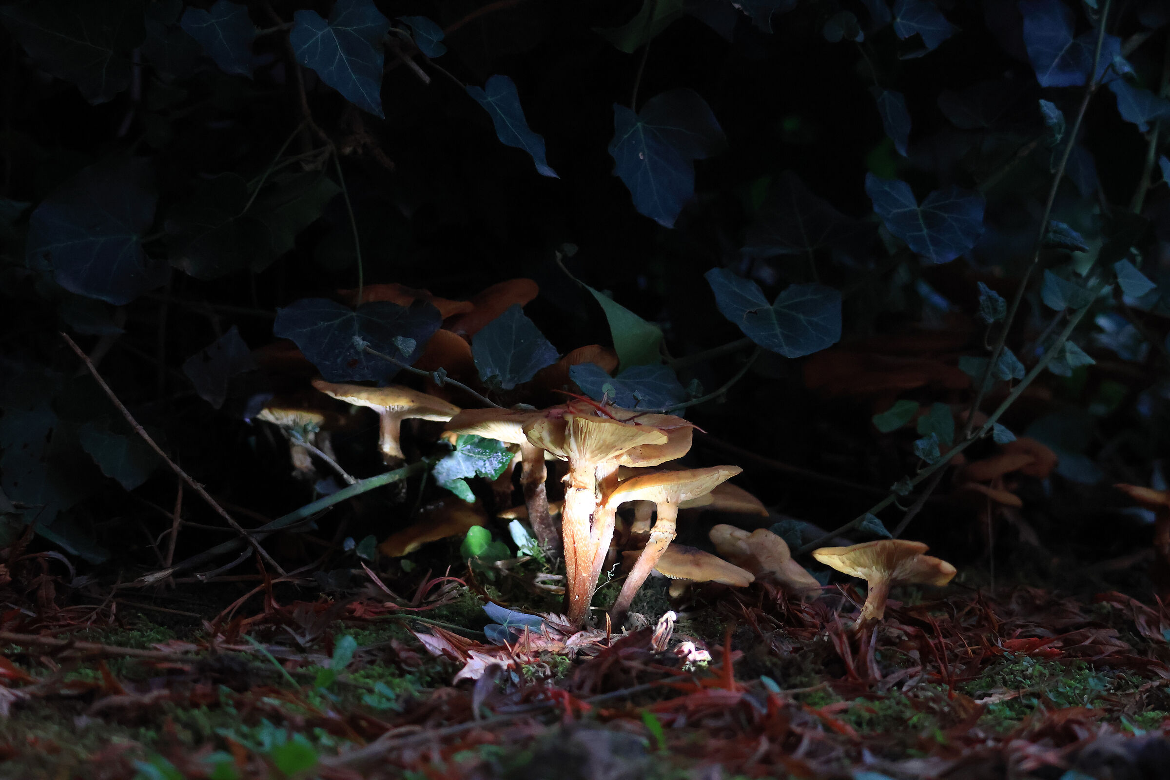 fungi