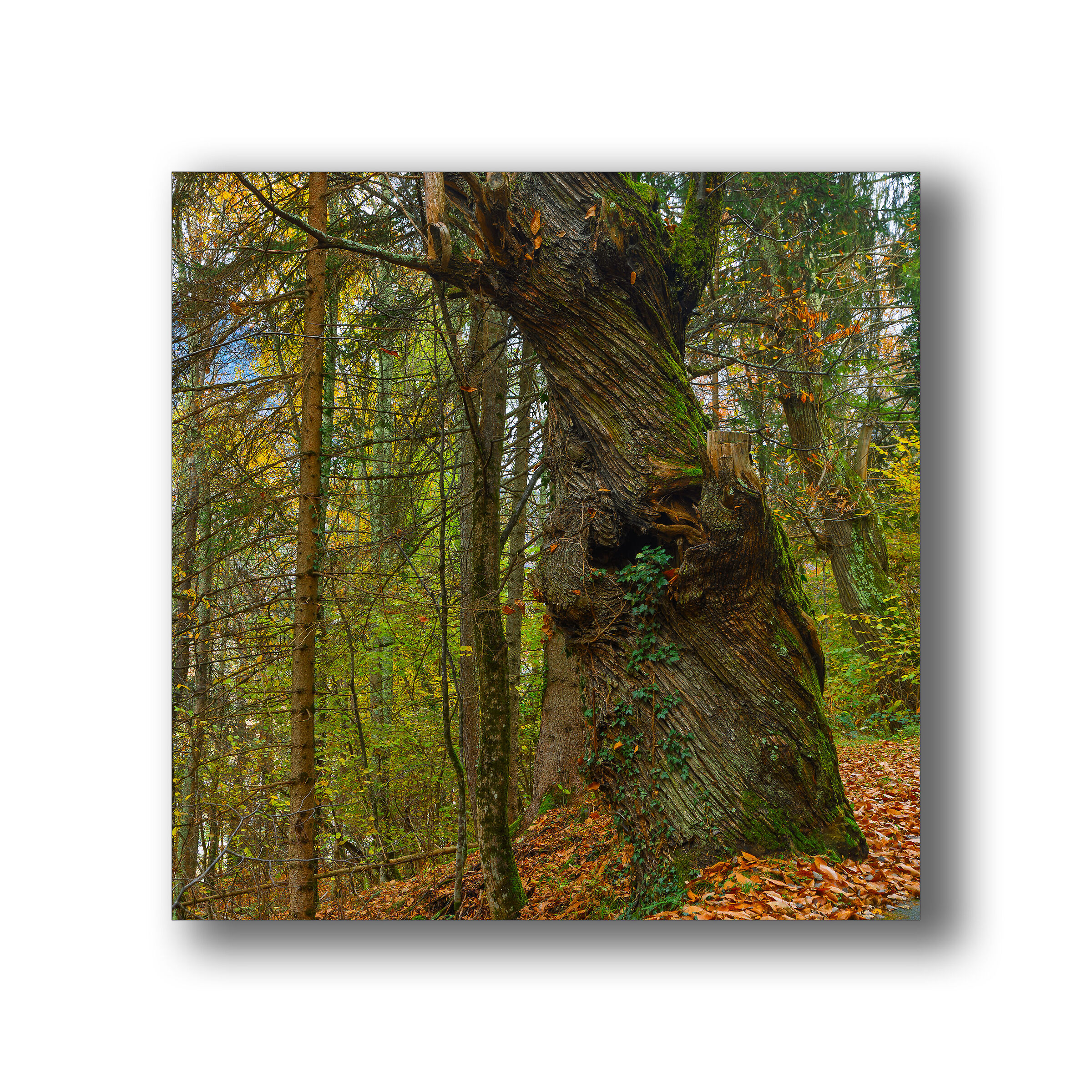 Autumn Centuries-old chestnut tree