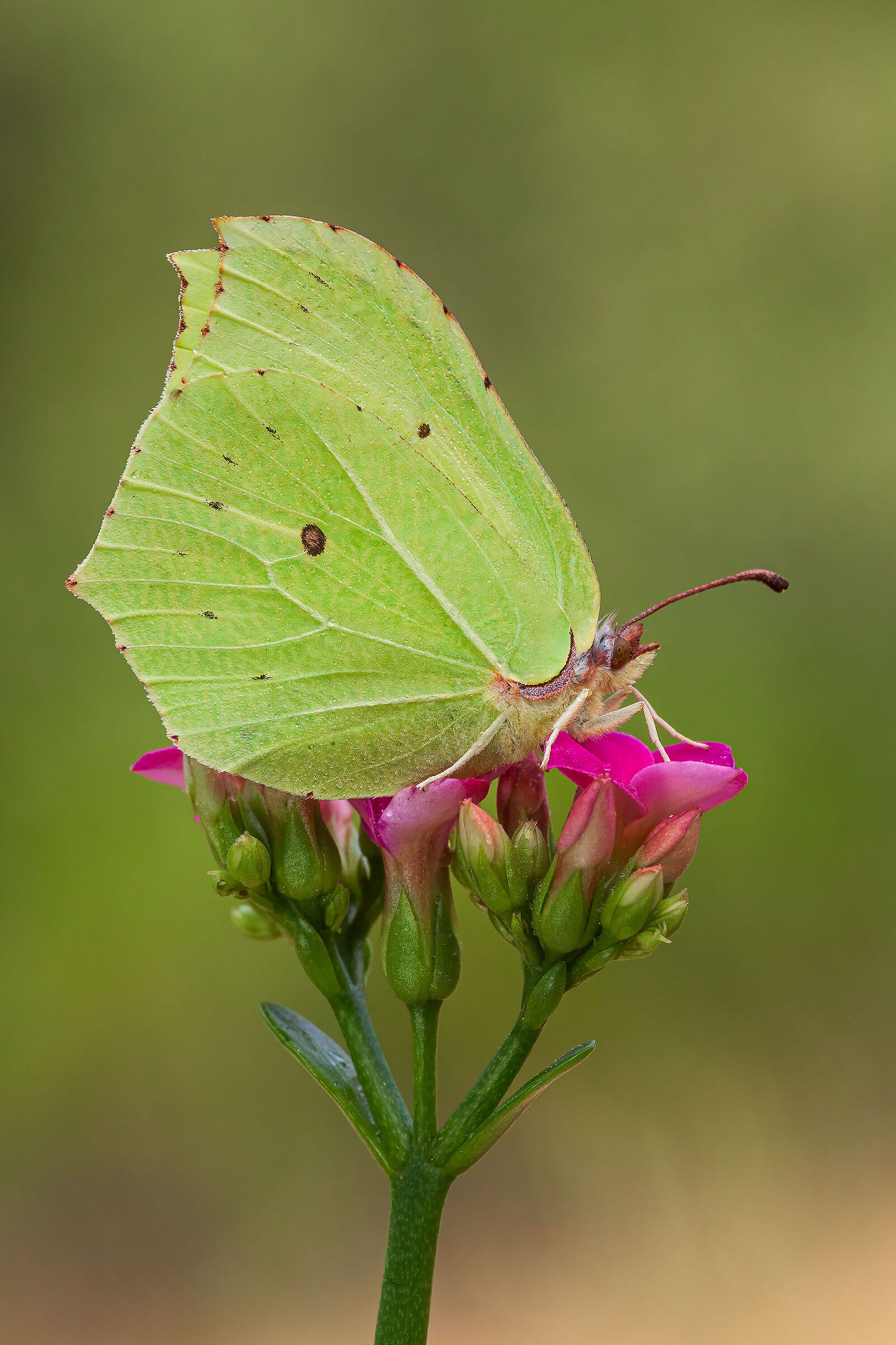 Gonepteryx rhamni