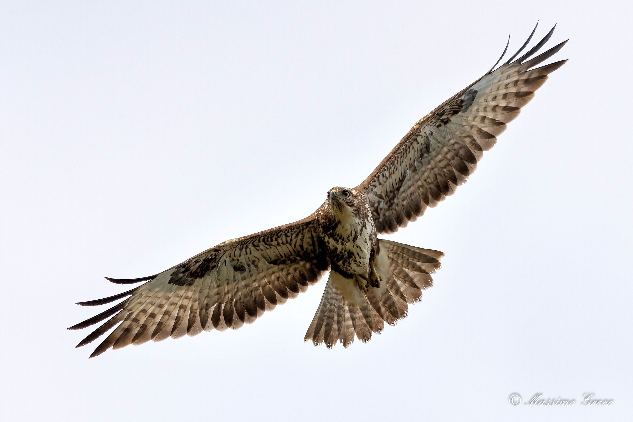 Poiana (Buteo buteo)