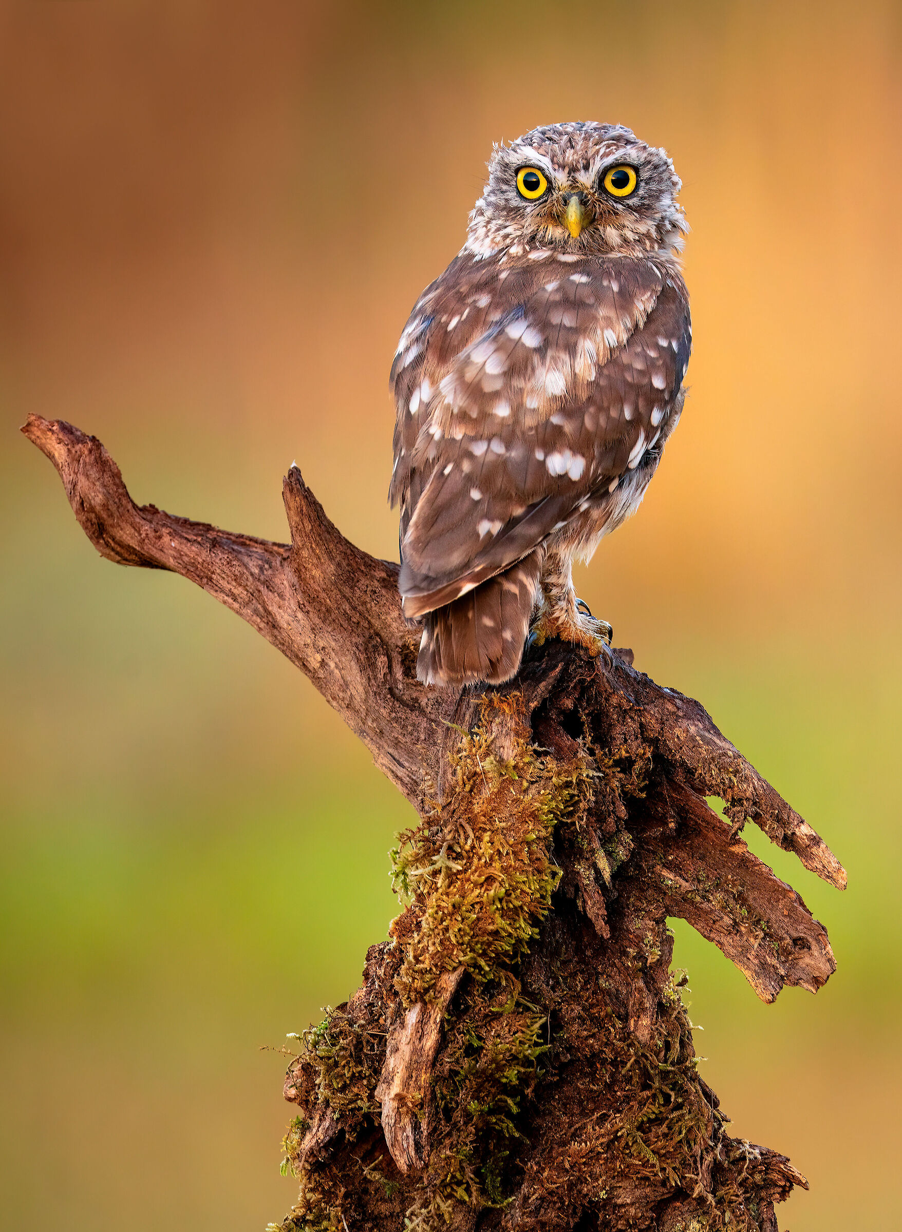 owl