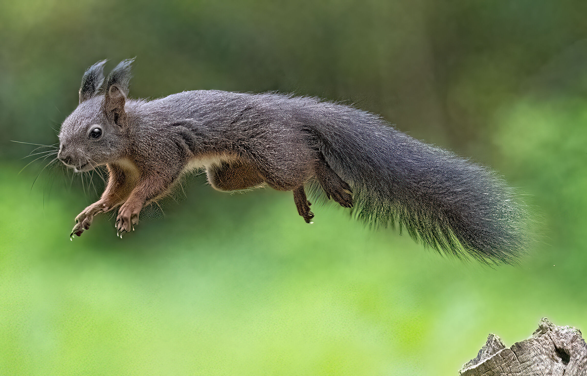 Scoiattolo Comune o Scoiattolo Rosso