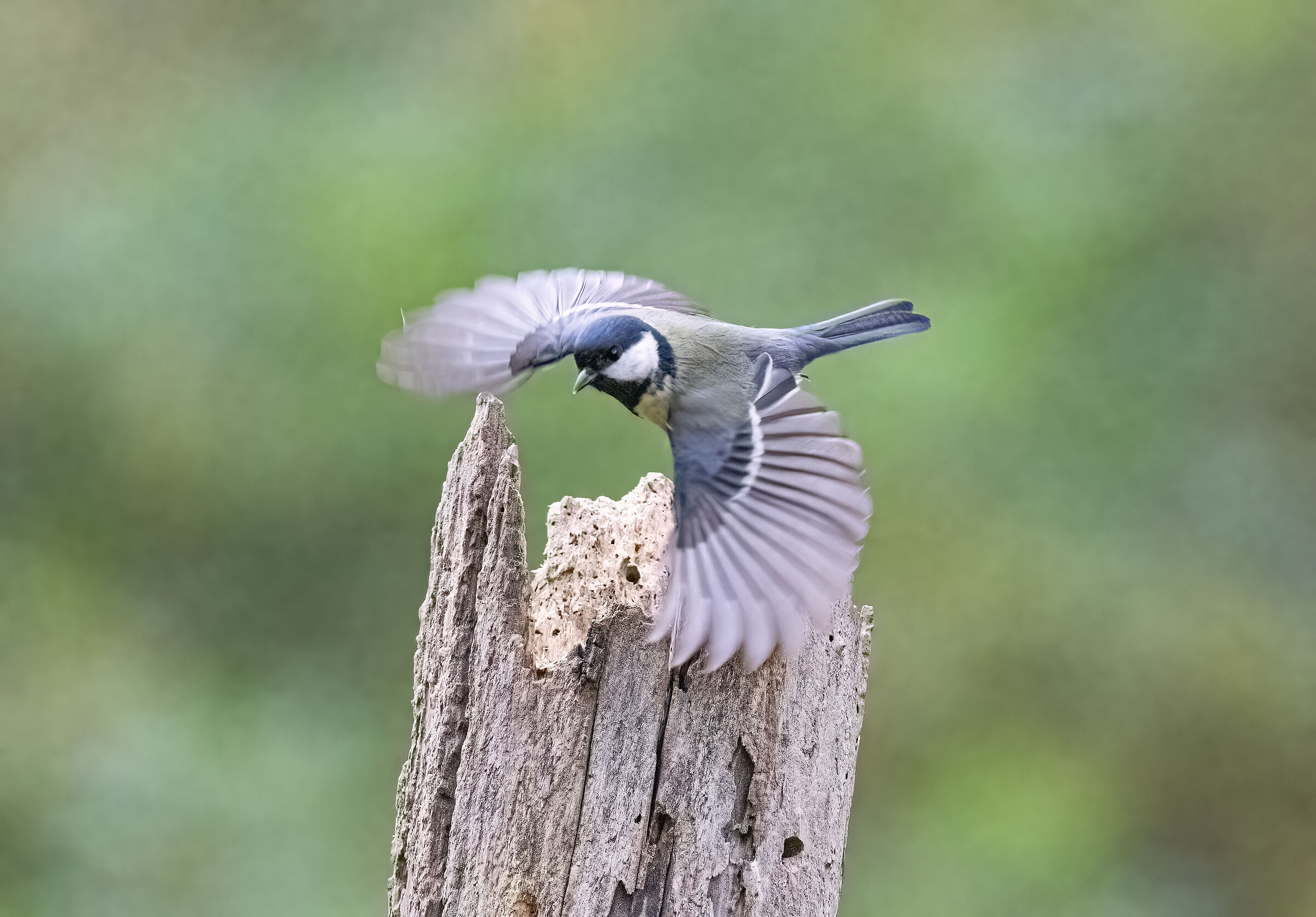 Cinciallegra in volo