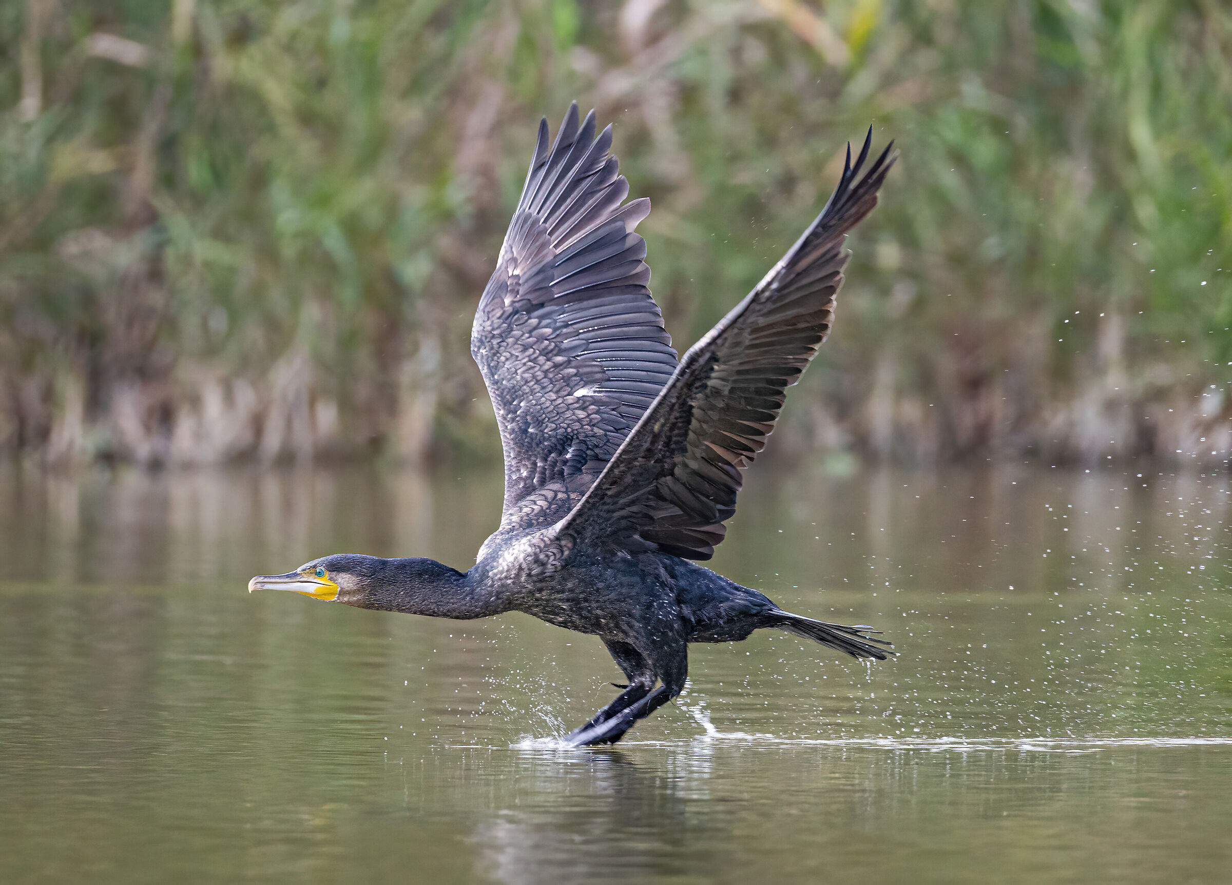 Cormorano al decollo