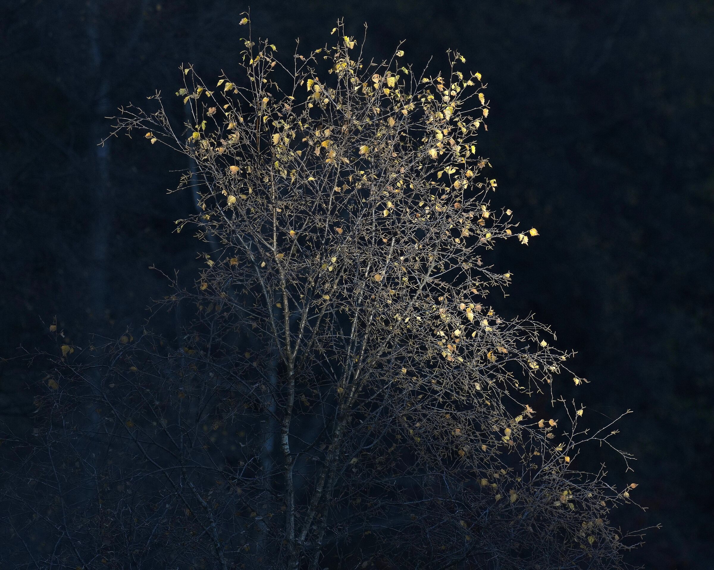Autunno, ultime luci sulla betulla