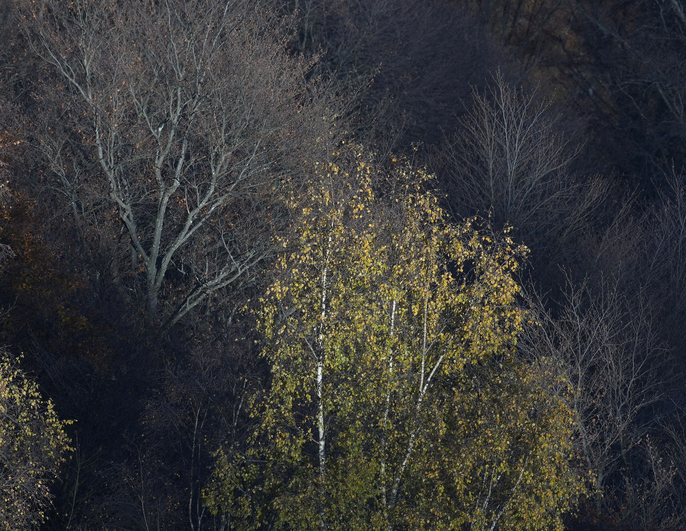 Autunno, ultime luci sul bosco