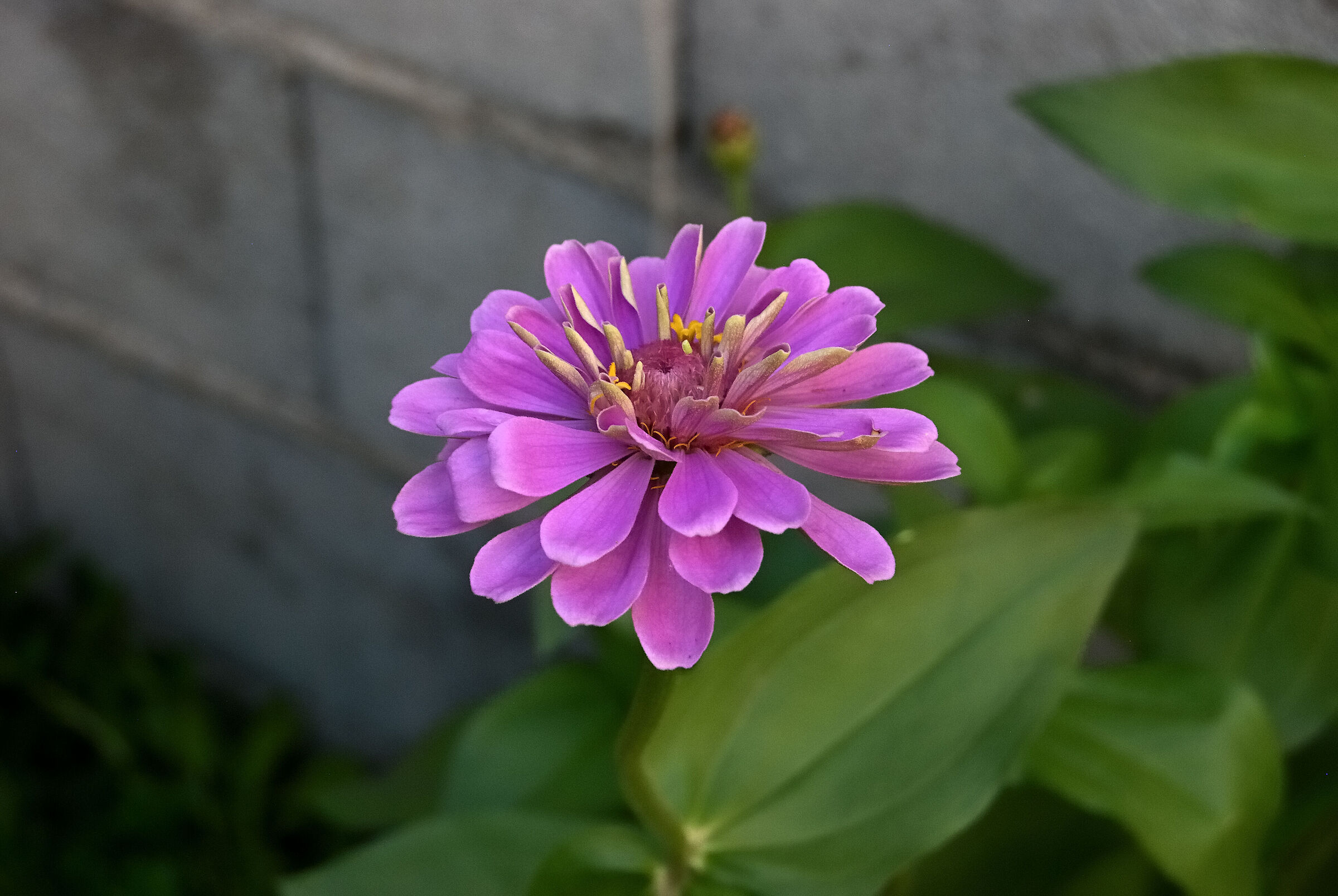 CCD Nikon D40X Fantastic Colors