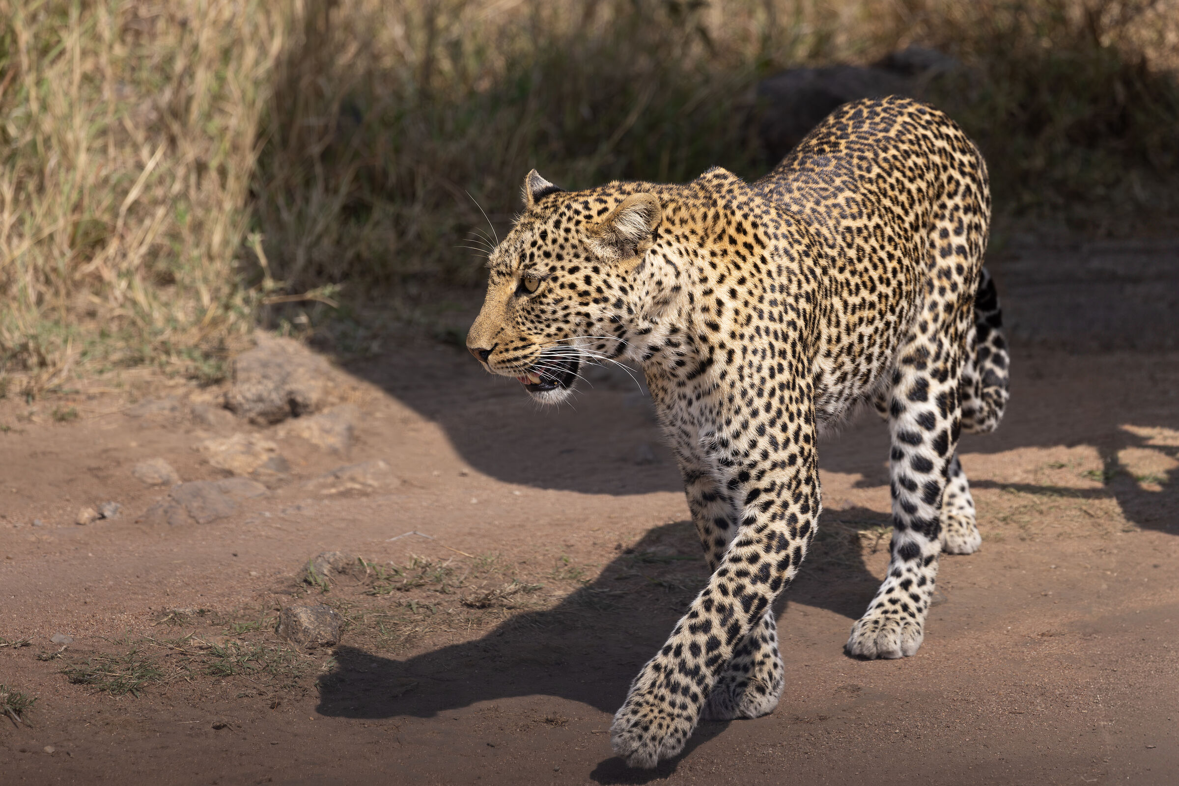 Serengeti National Park - August 2025