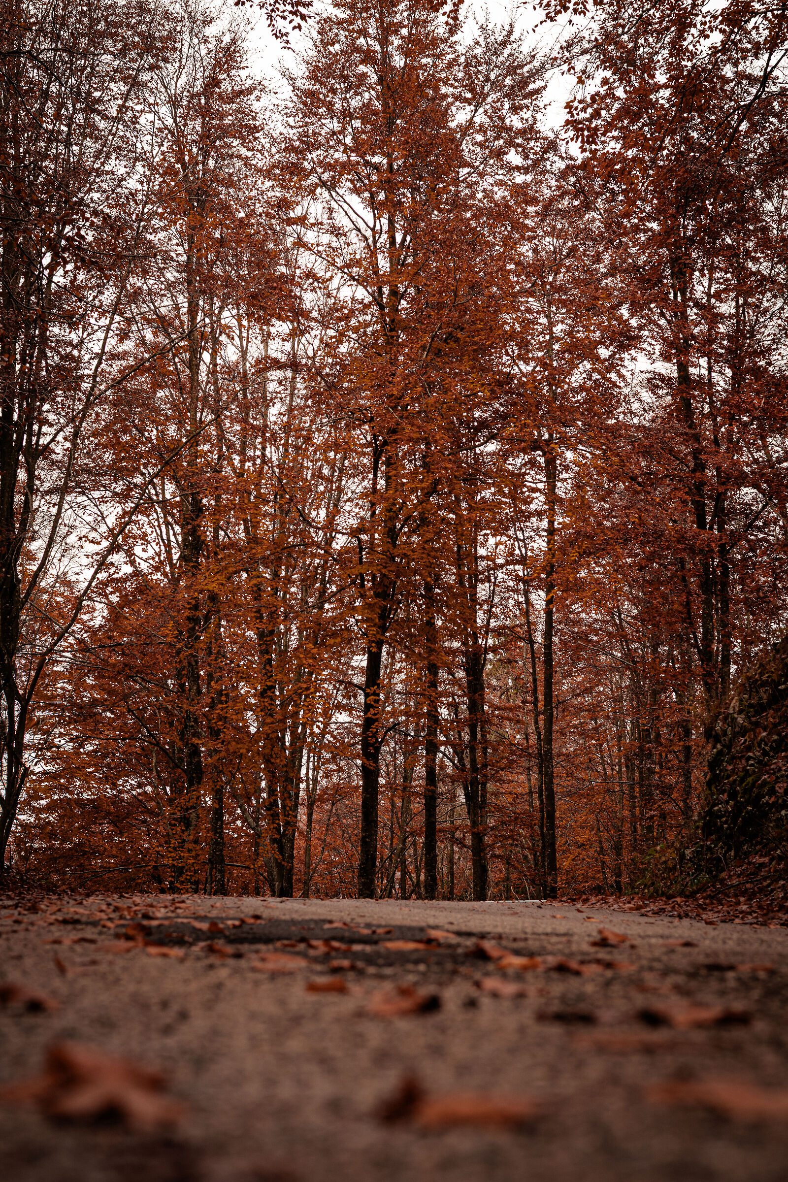 Road to autumn.
