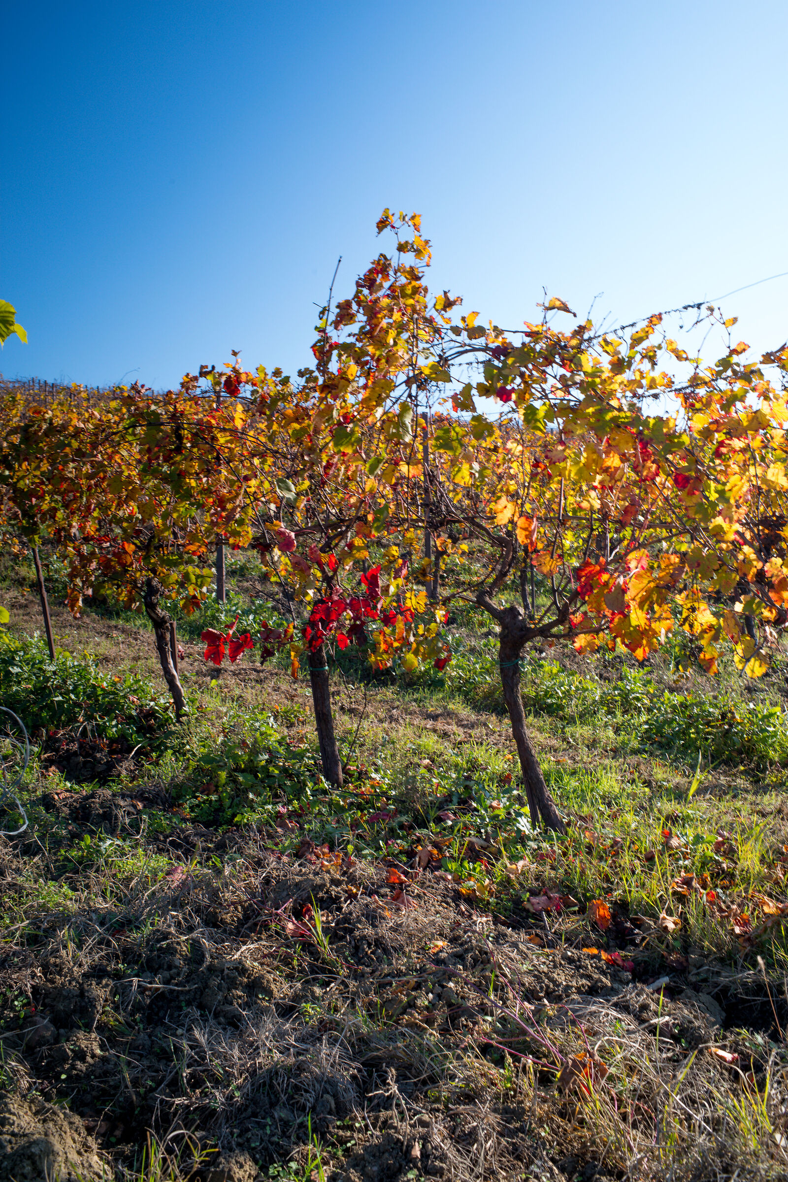 Le ultime foglie sulla vite