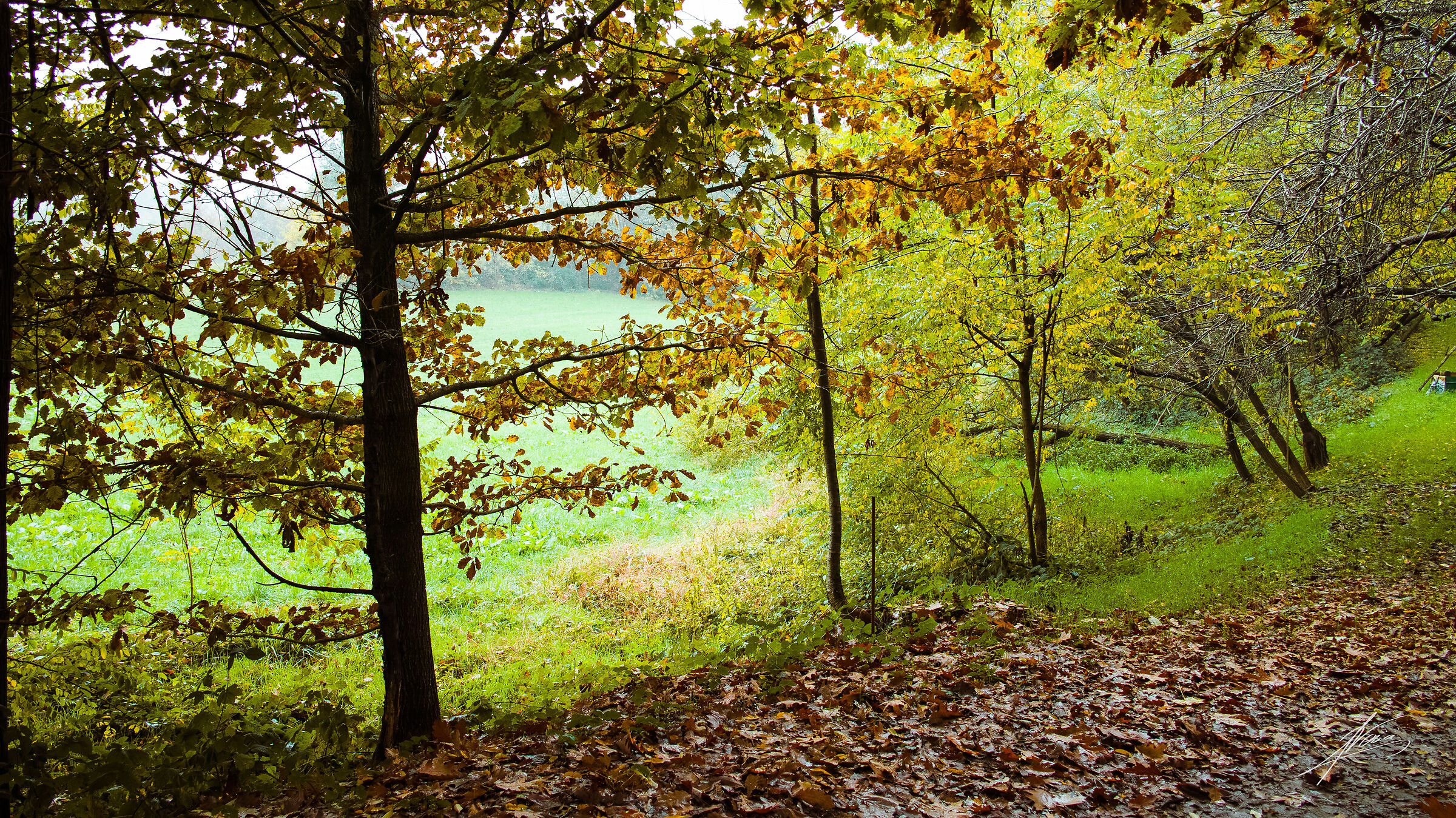 Foliage on Montello - 1