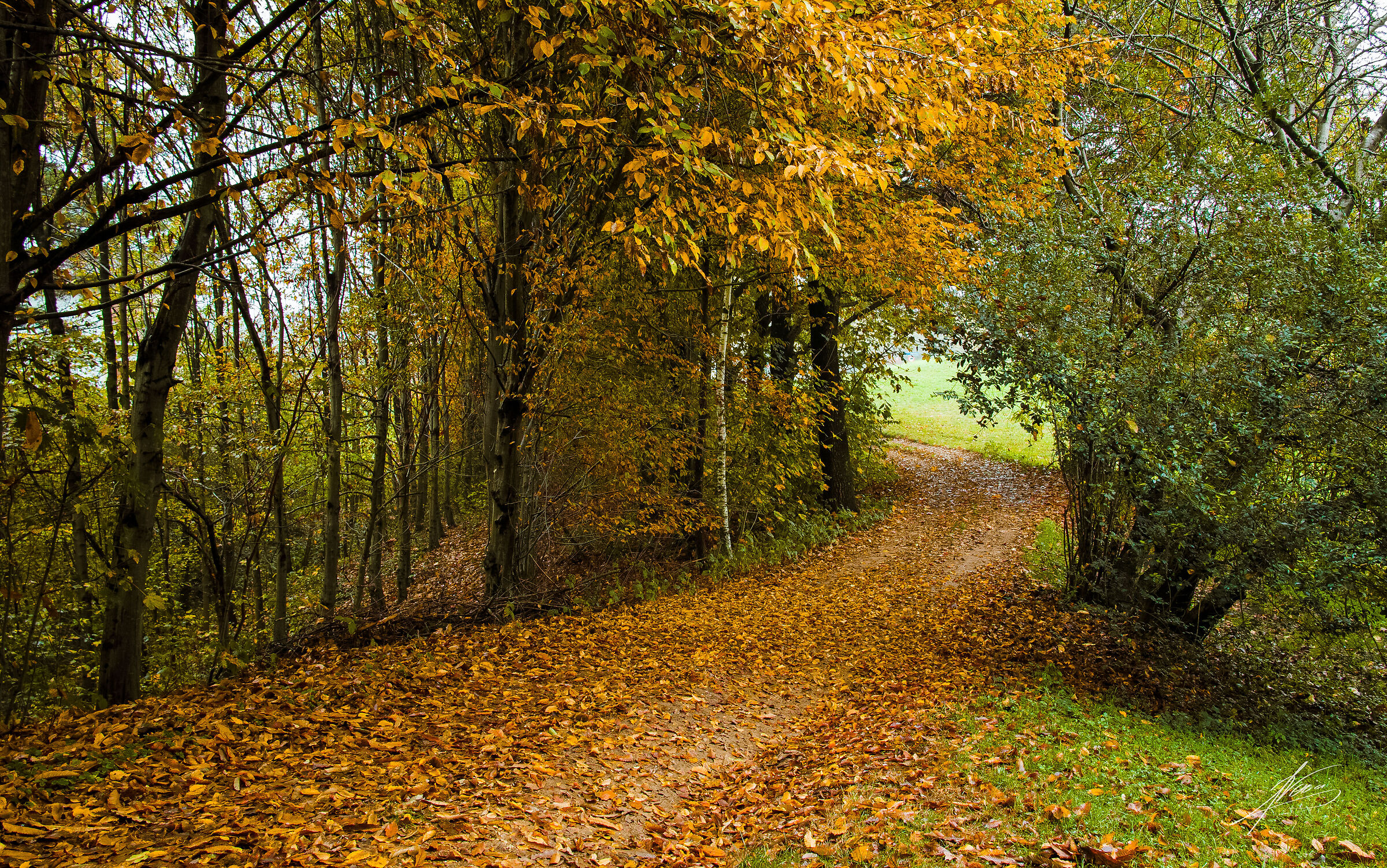 Foliage on Montello -2