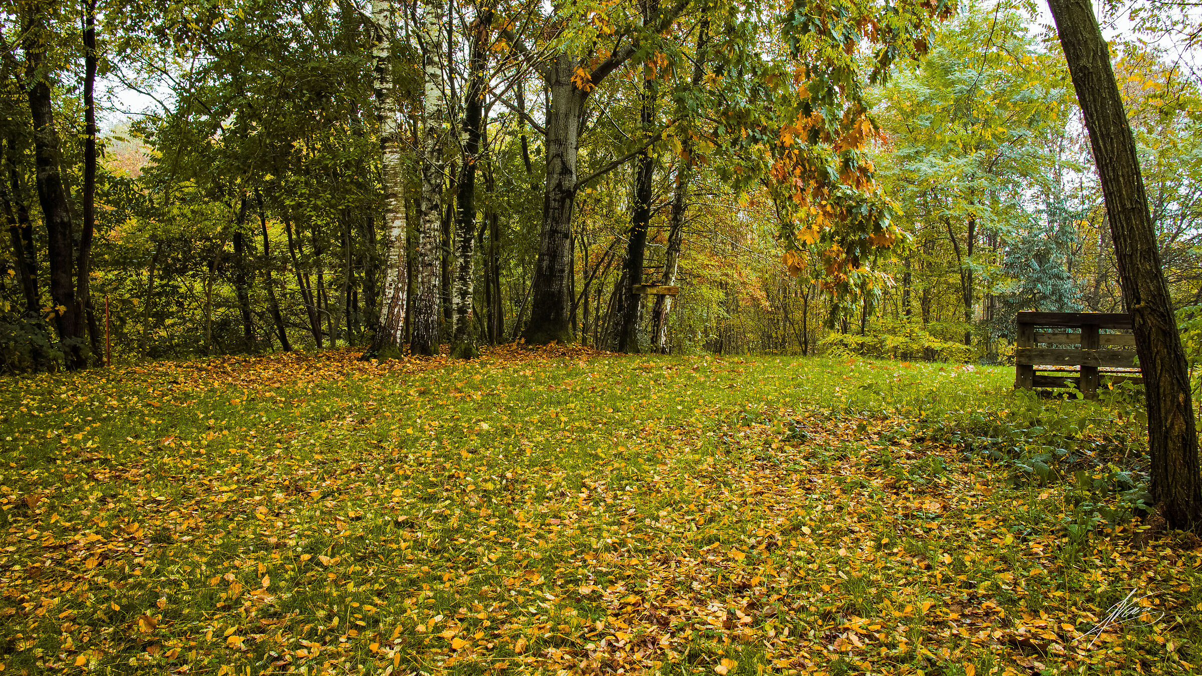 Foliage on Montello - 3