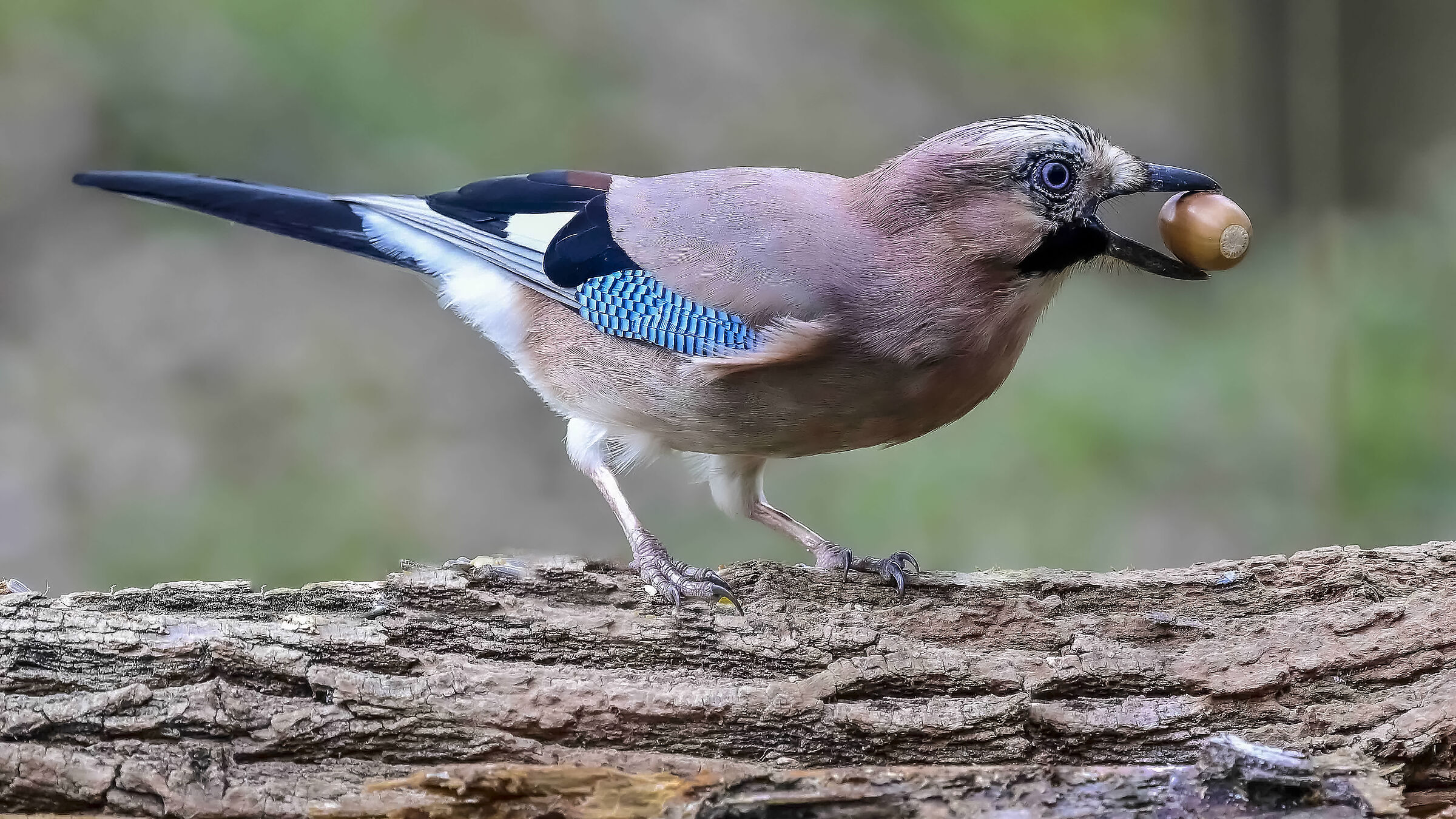 The Acorn and the Jay