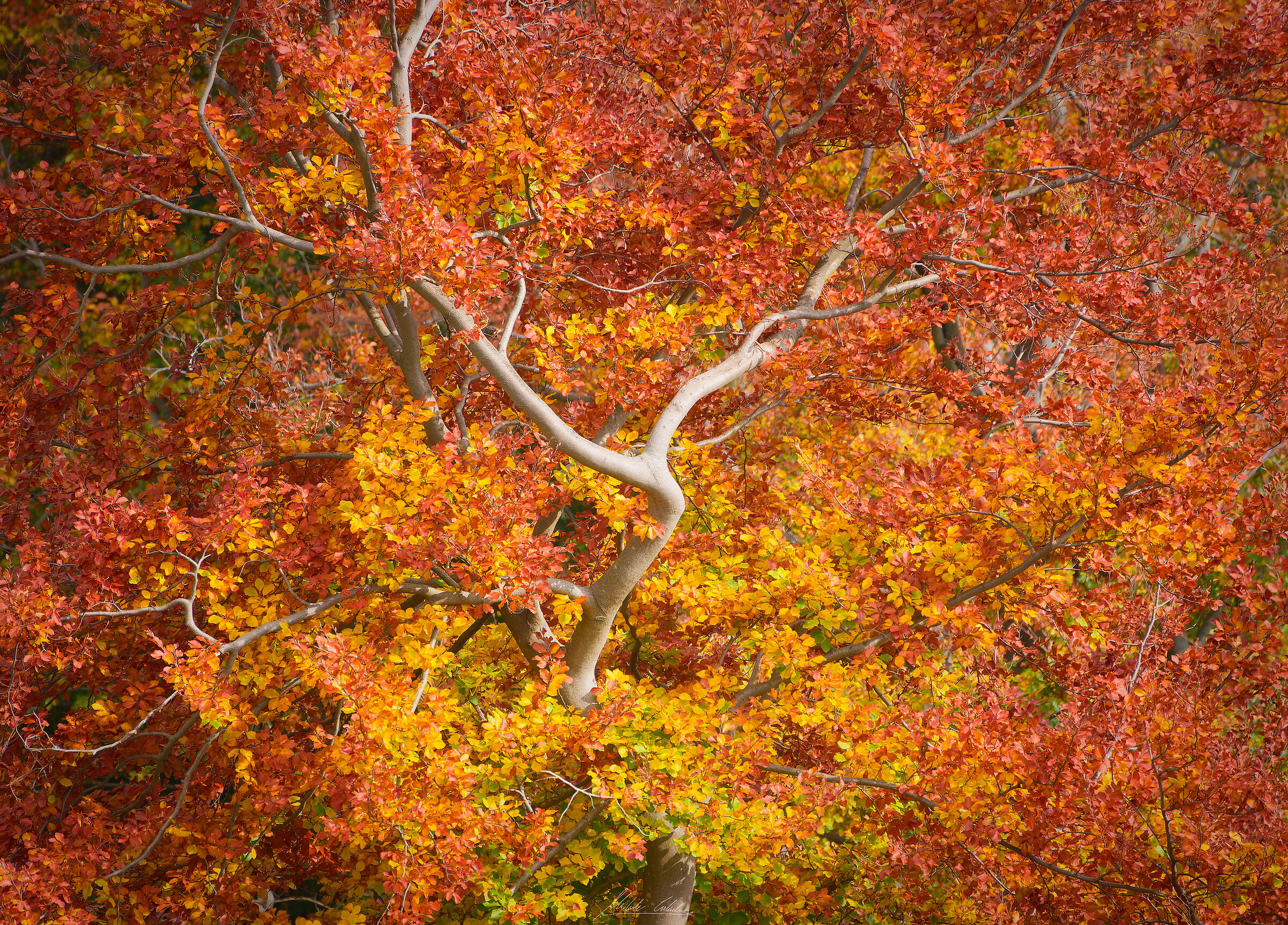 Autumn frame
