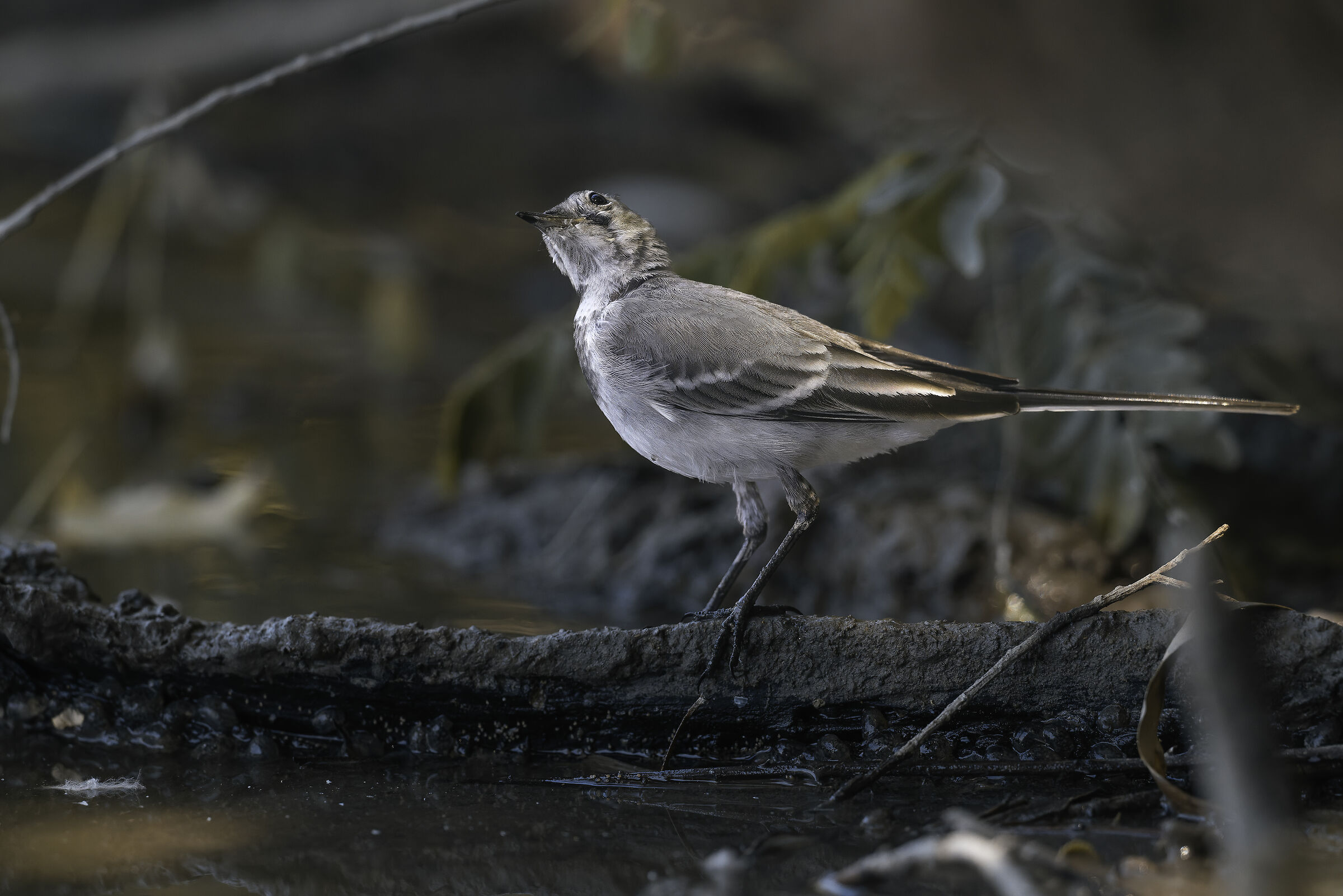 White wagtail
