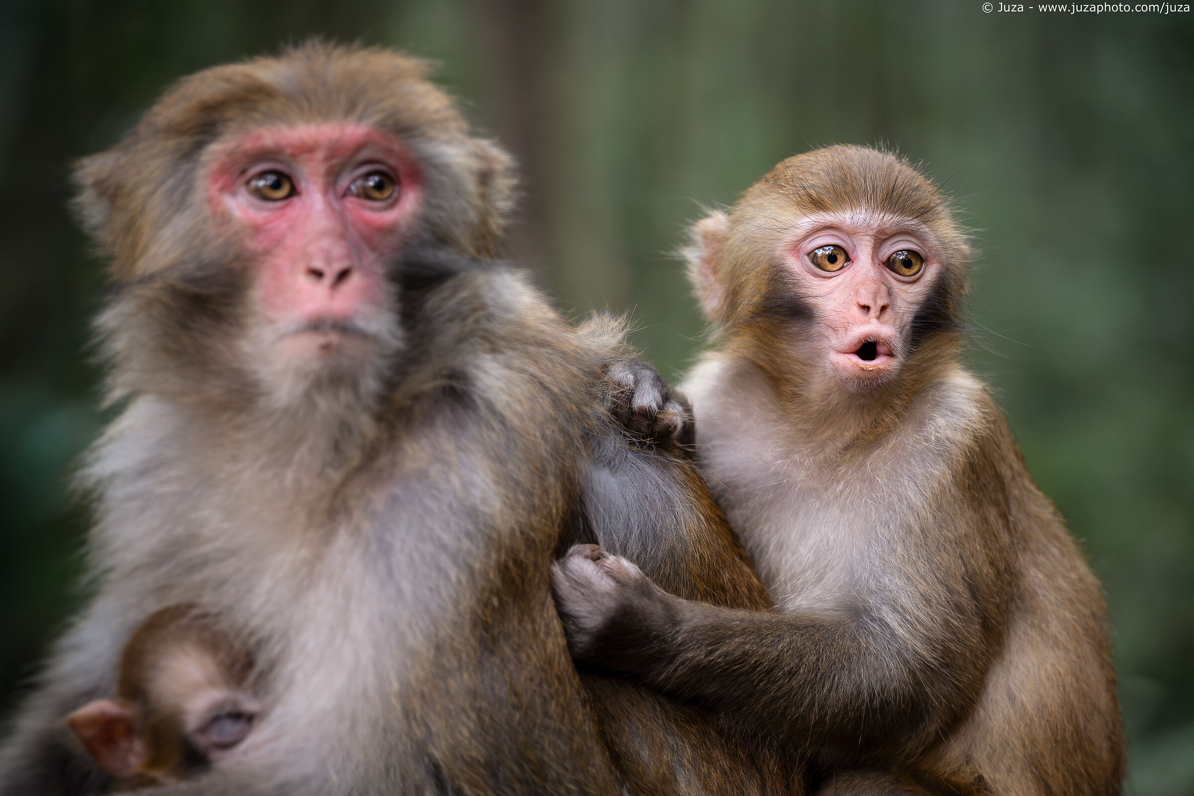 Macaco rhesus