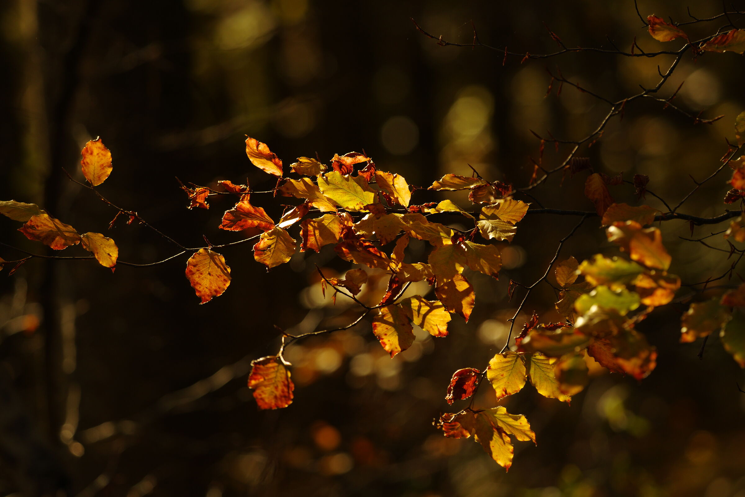 L'oro della montagna