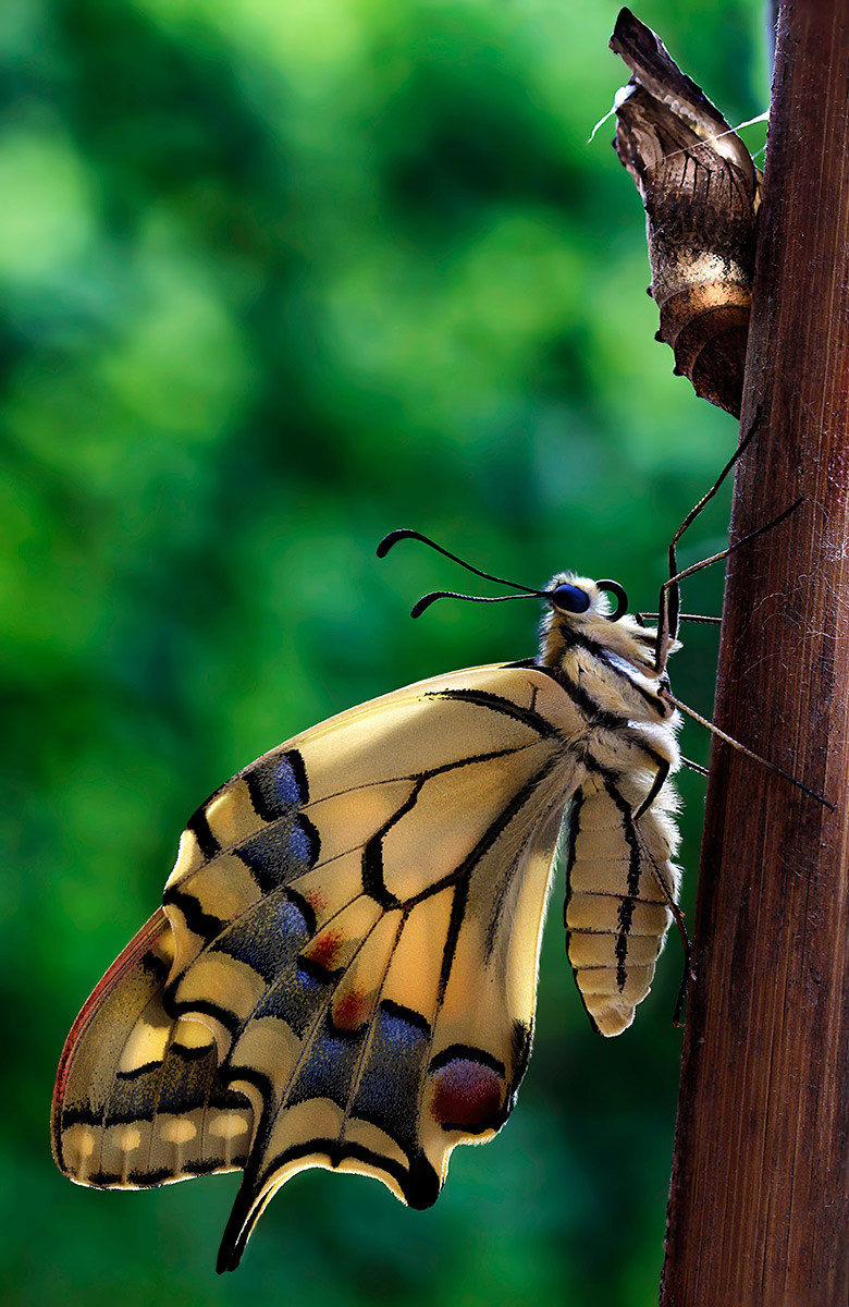 Papilio Macaon