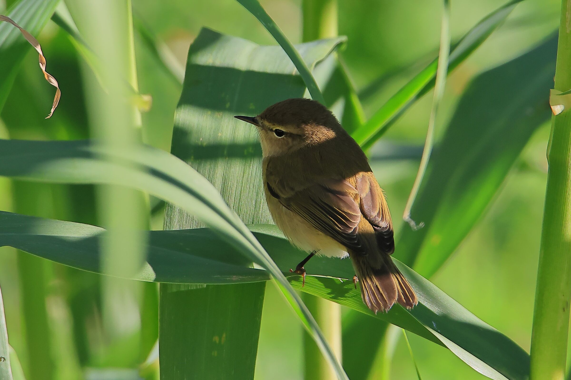 Luì piccolo  (Phylloscopus collybita)