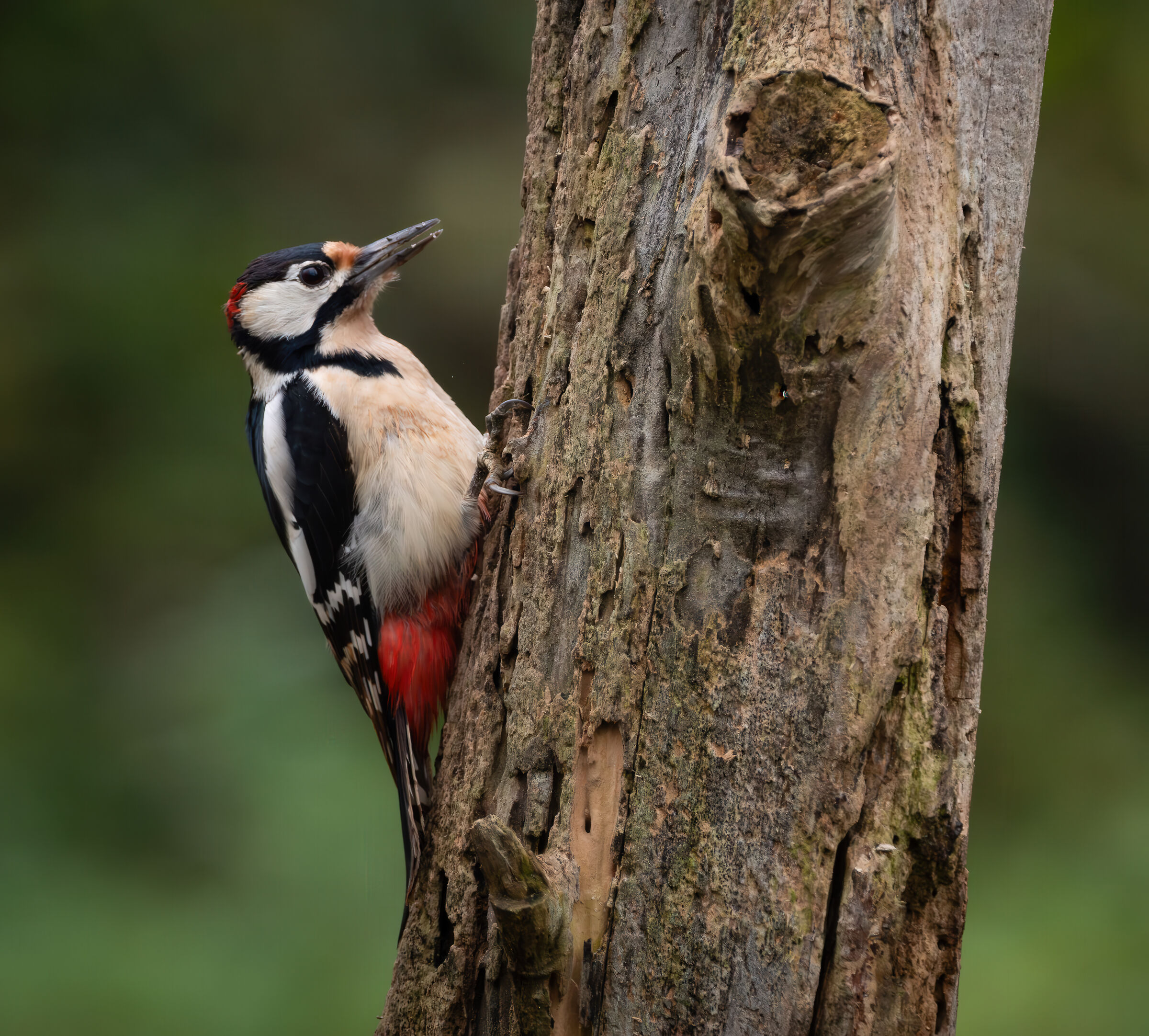 Great Spotted Woodpecker