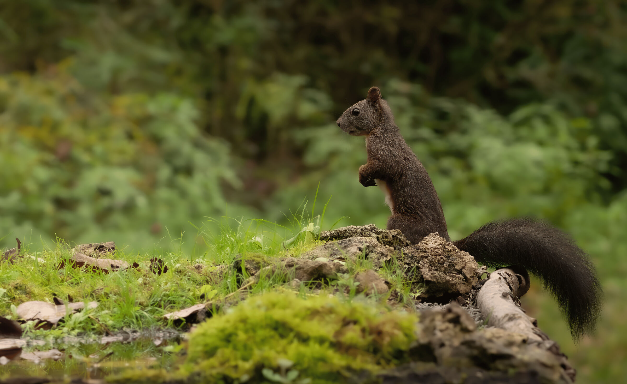 Squirrel ??