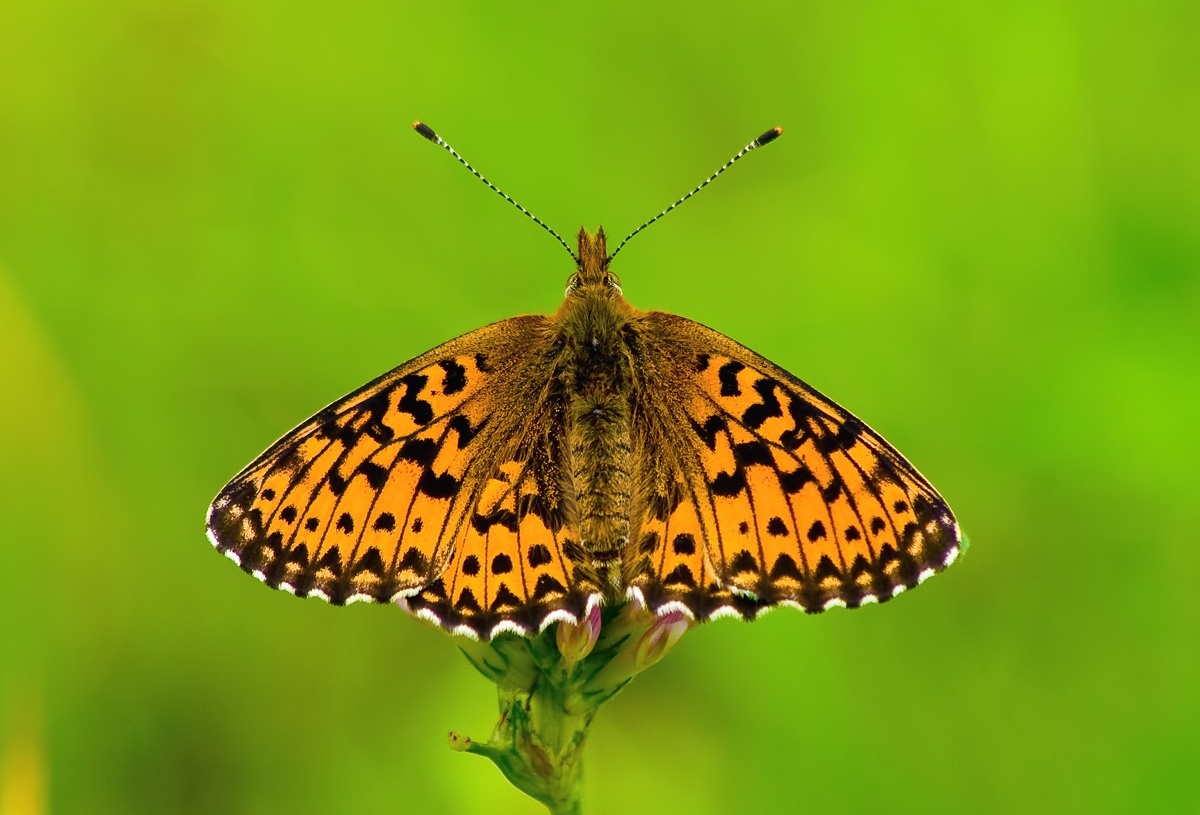 semplicemente farfalla