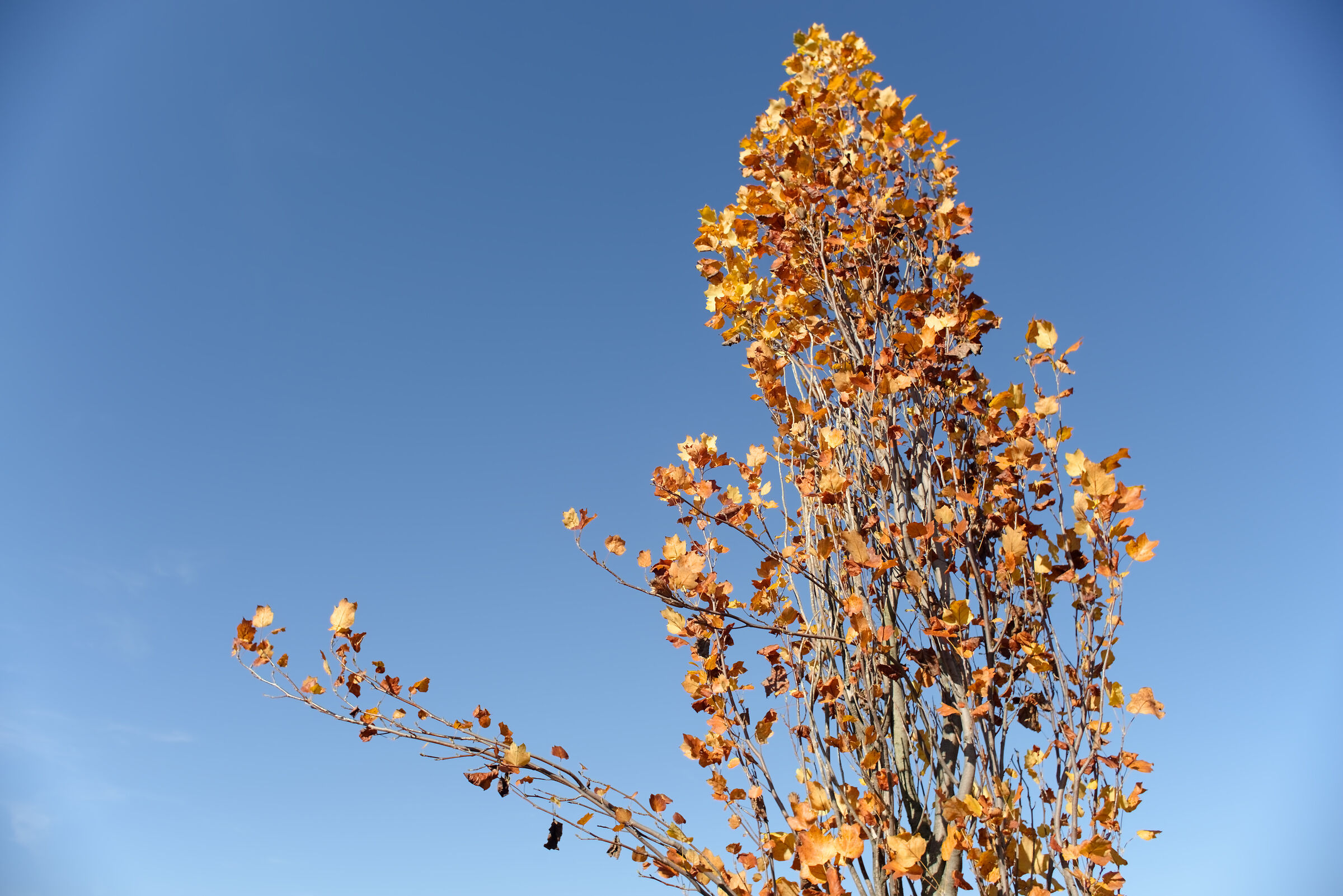 Autunno minimal