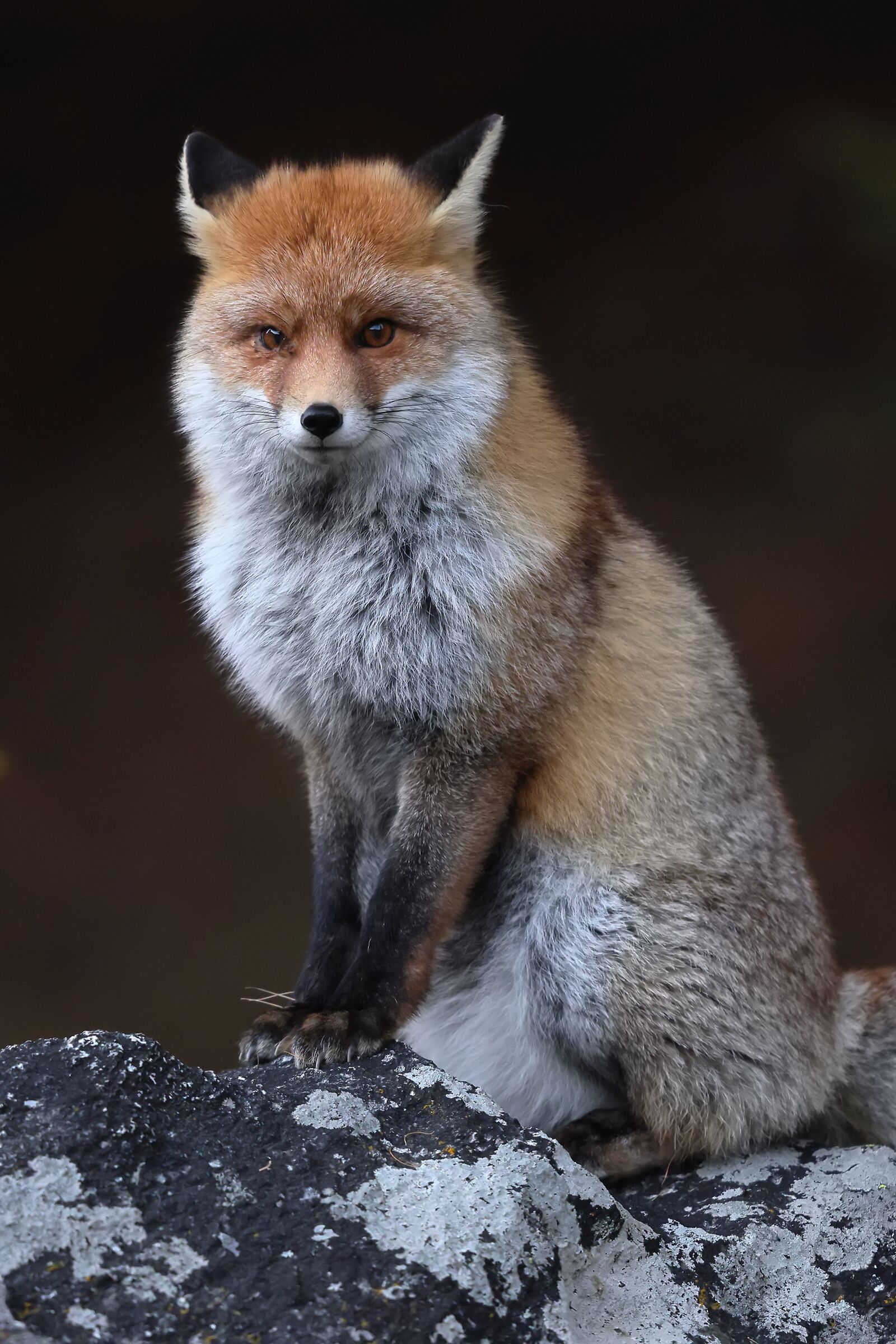 Bellissima