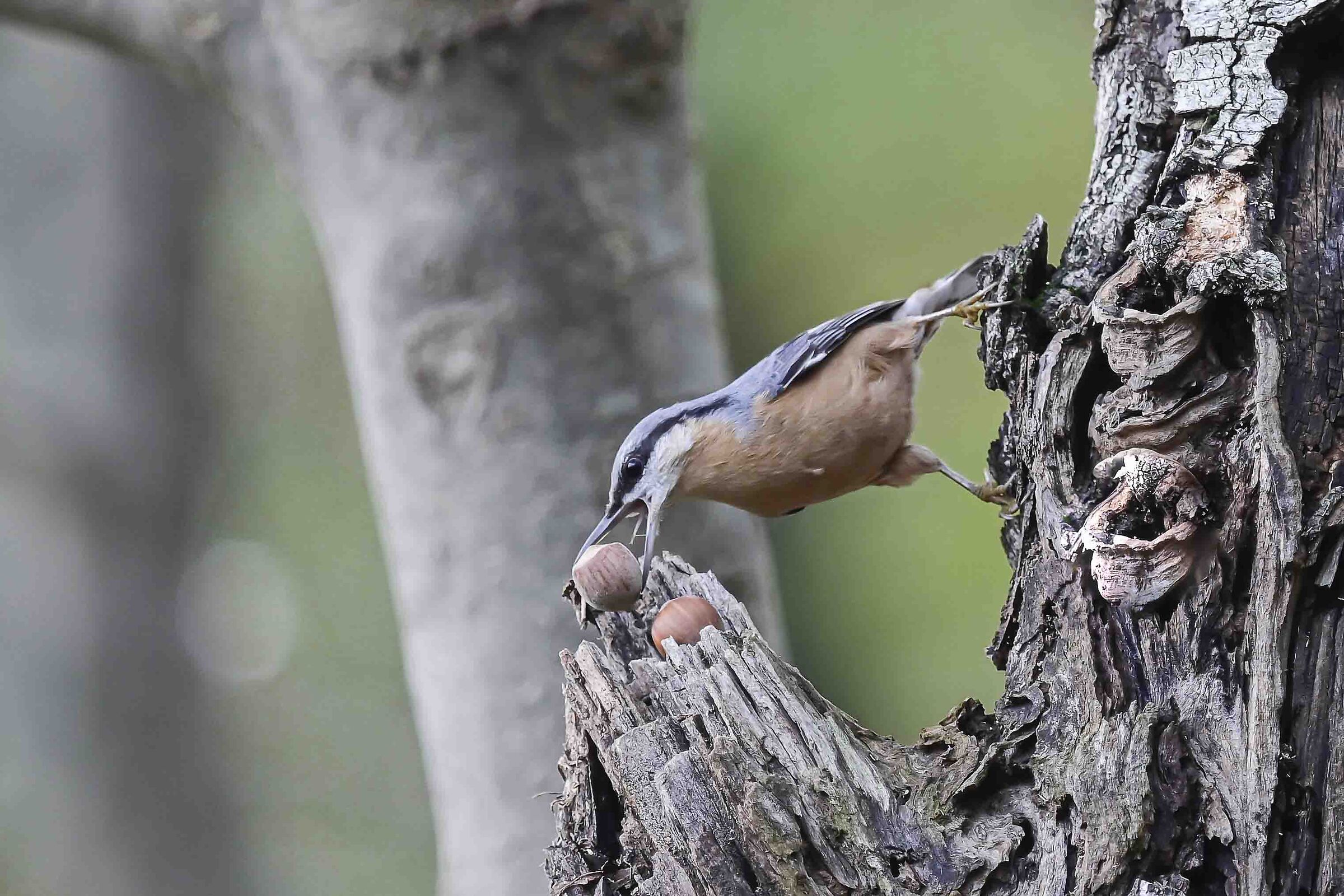 Nuthatch and the Peanut !!