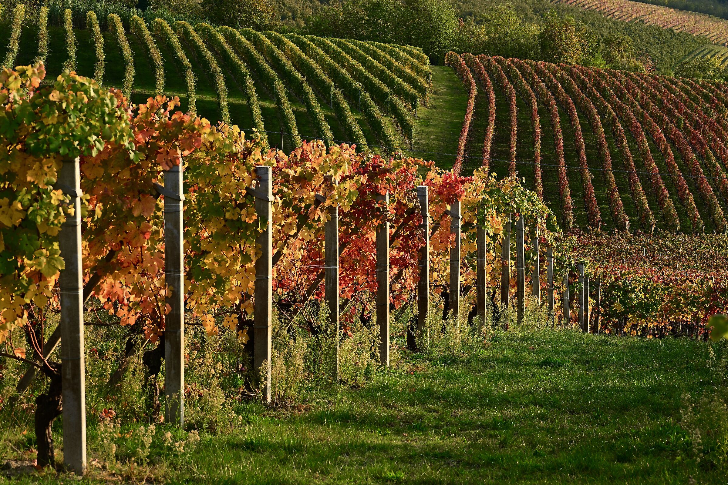 Langhe Foliage