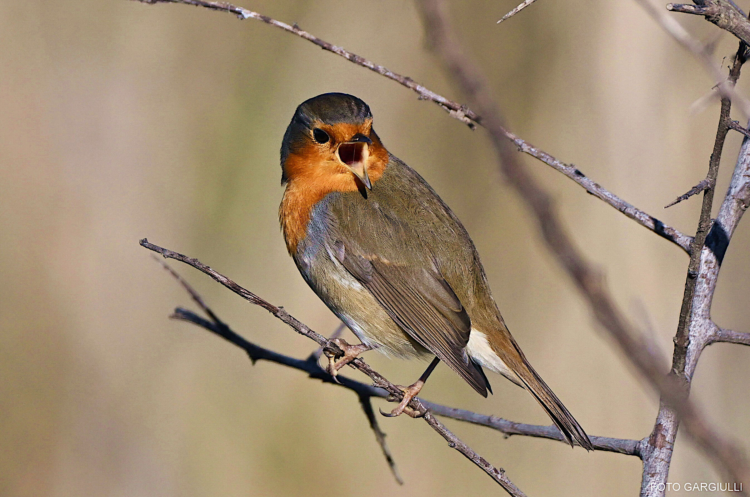 Robin