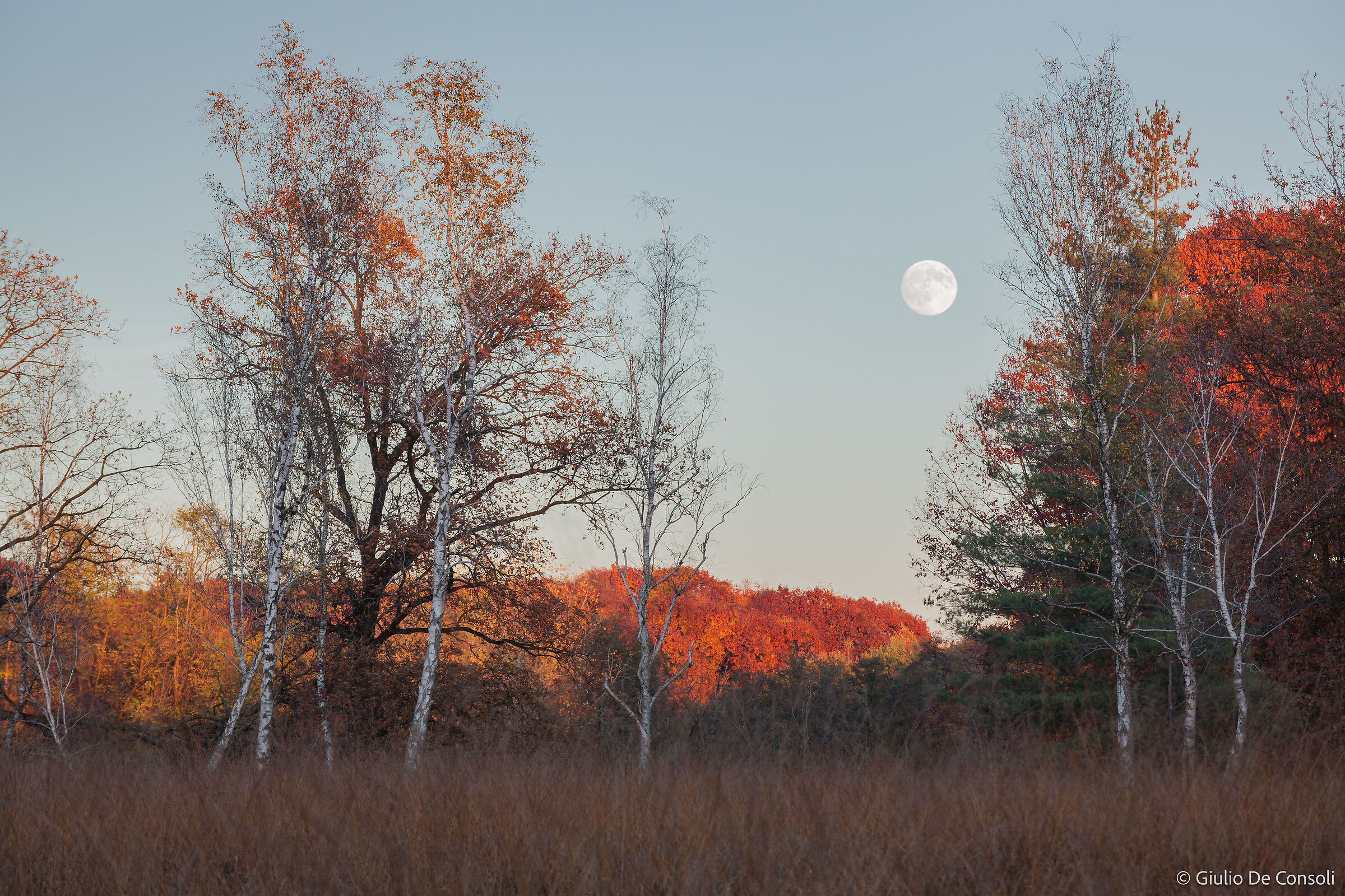 Autumn Moon