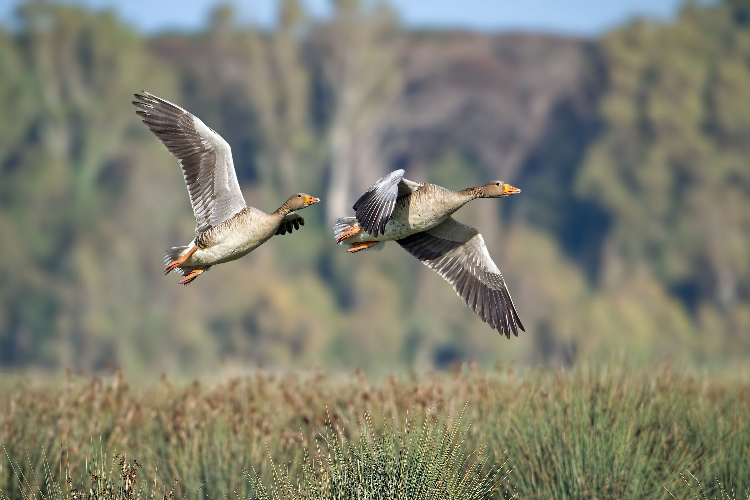 Wild geese
