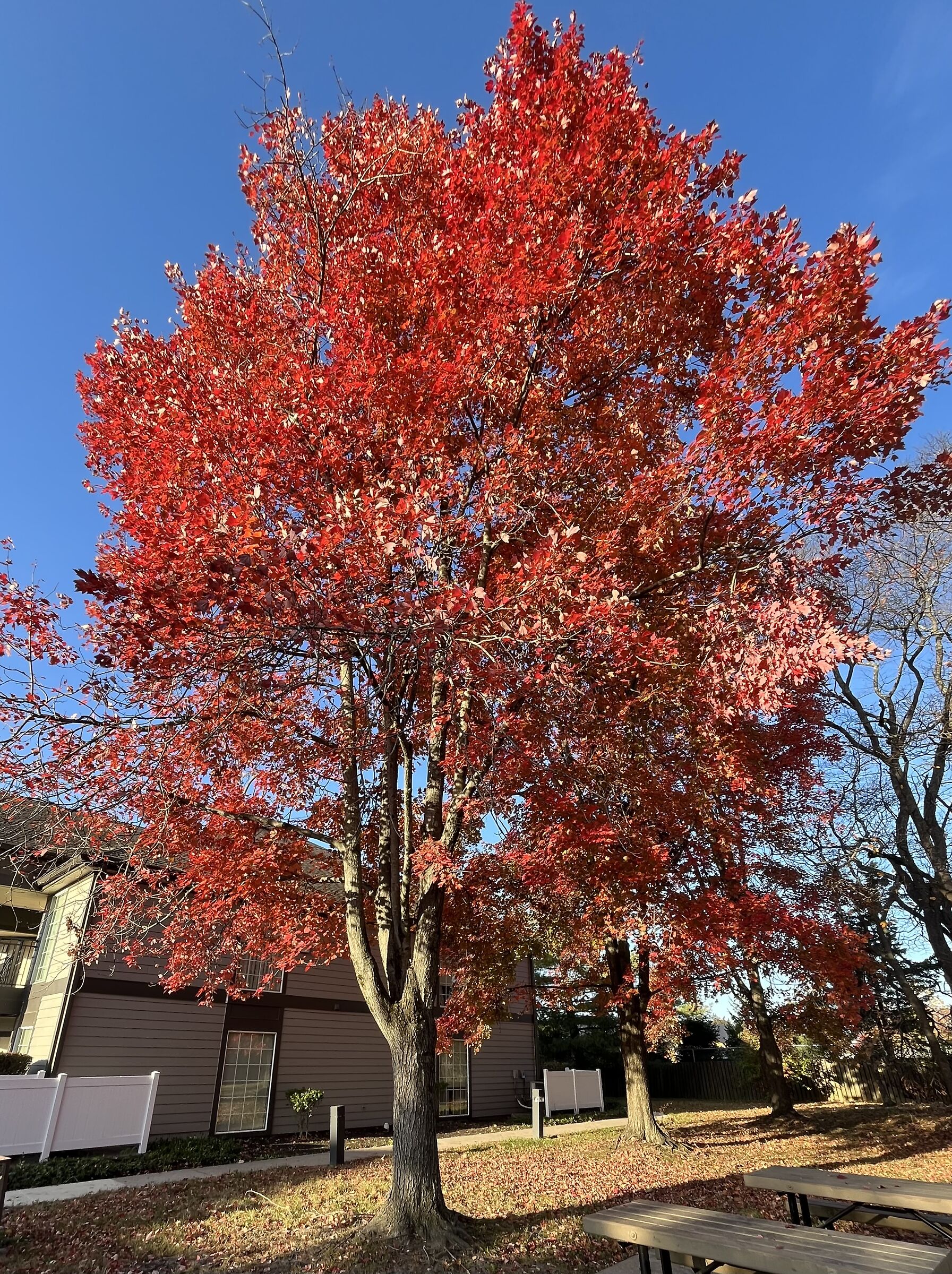 I colori dell'Autunno