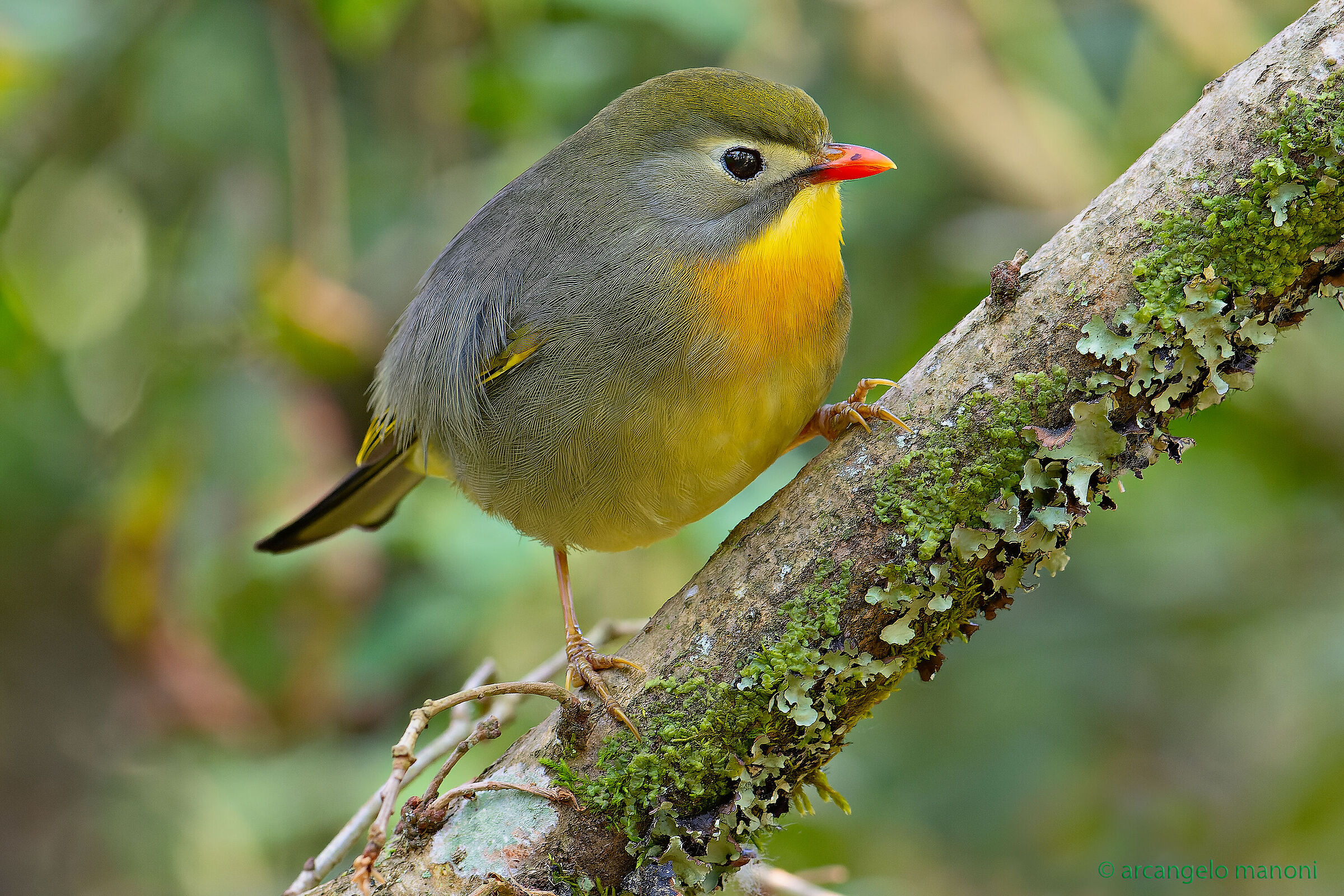 Il nuovo inquilino del sottobosco