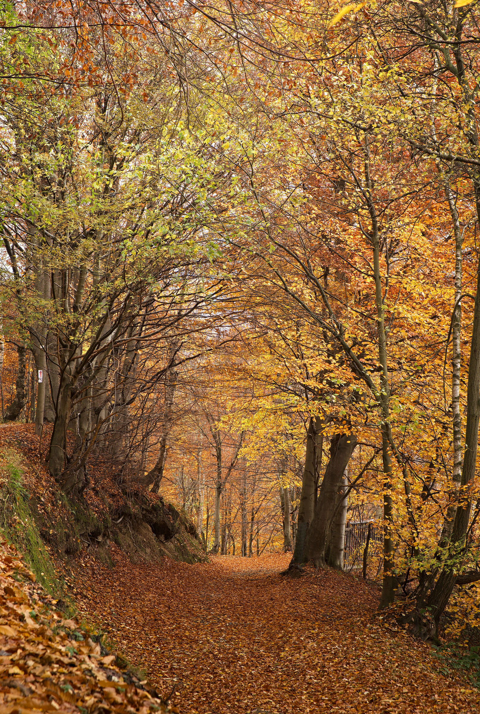 ... percorrendo l'autunno