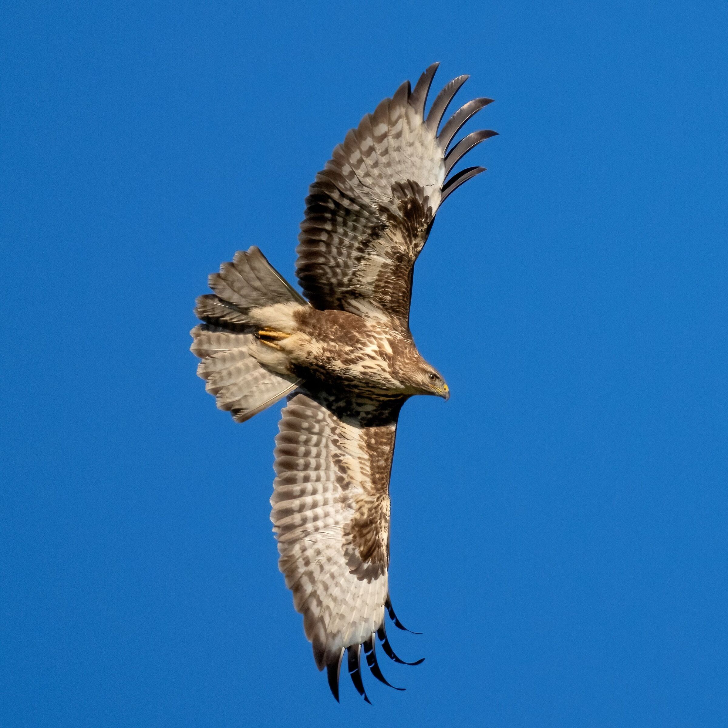 Poiana (Buteo buteo)